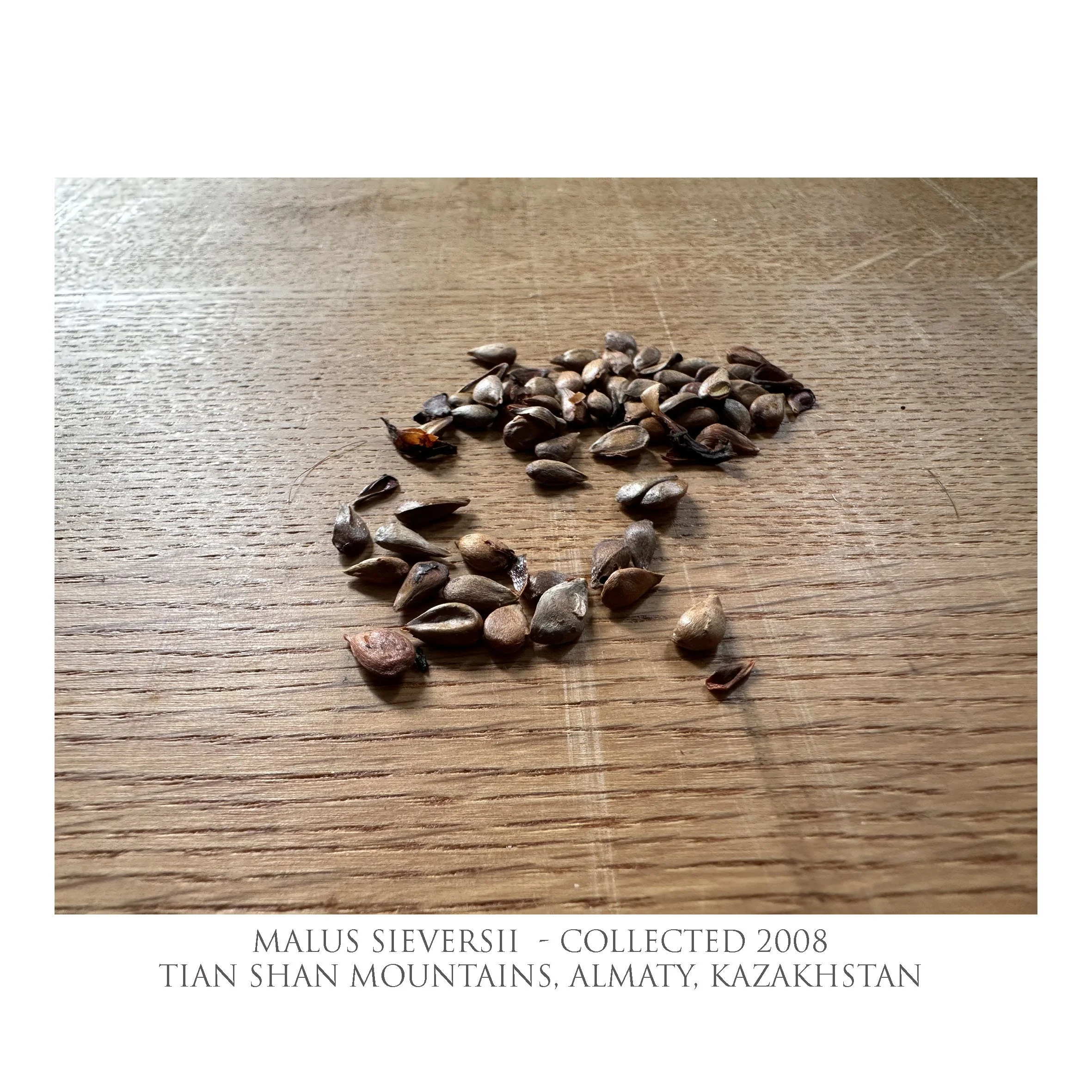 text667_Kazak_seeds_sqLR.jpg