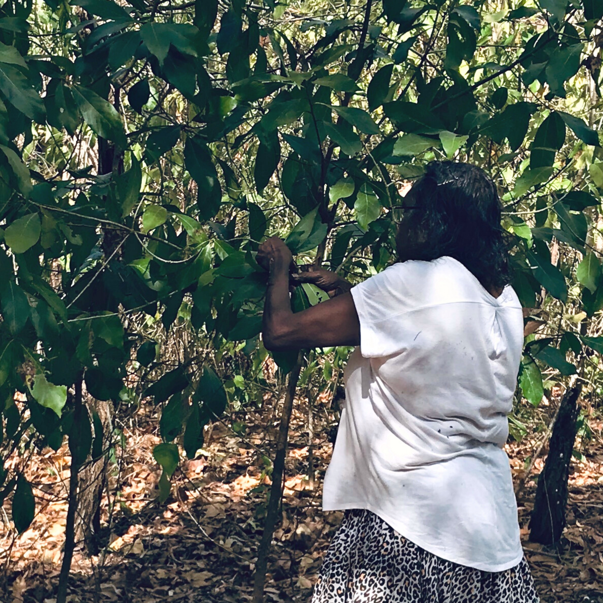 Yolŋu Bush Medicine Workshop