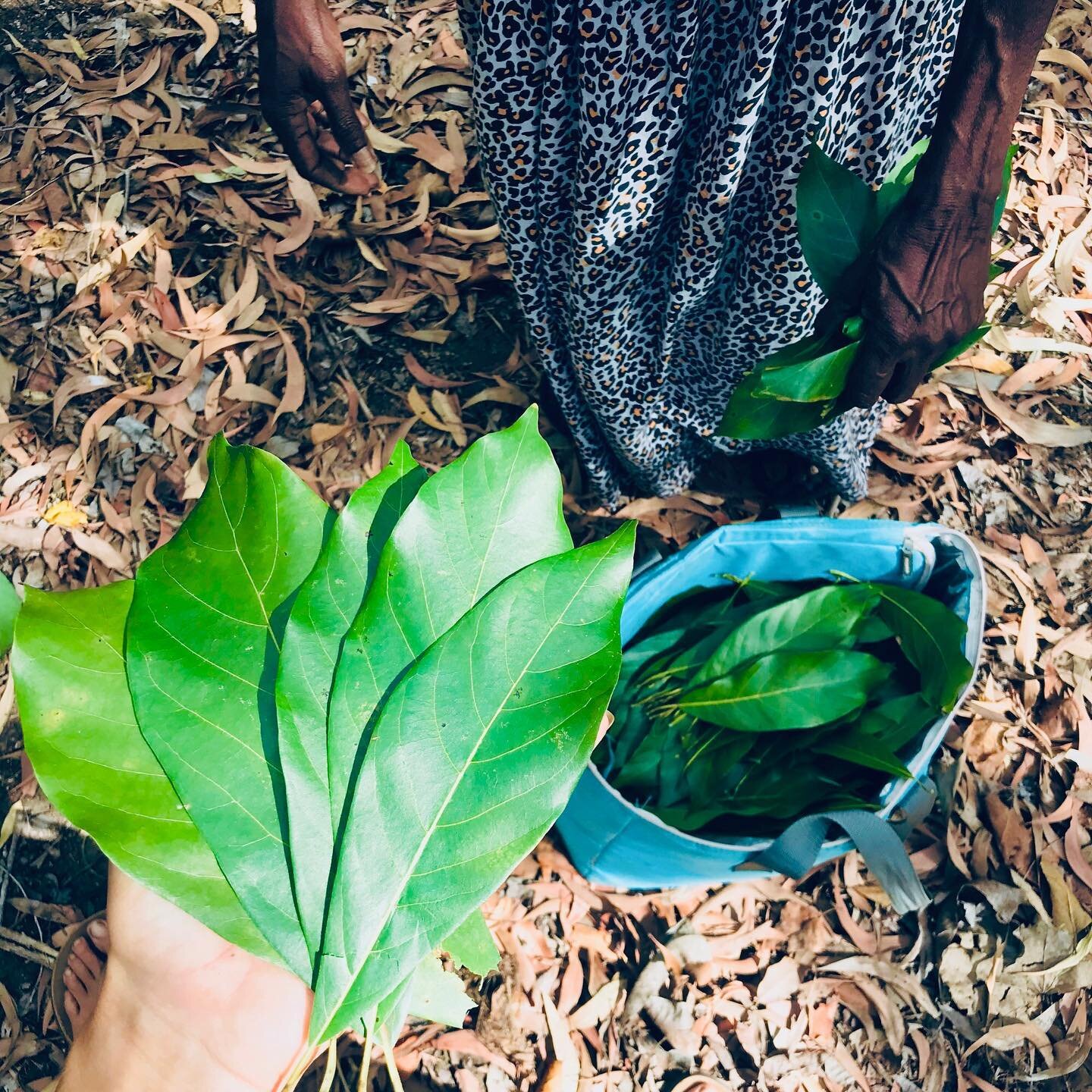 Shopping incredible bush medicine for tomorrow&rsquo;s in person Yolngu bush medicine workshop. 
Tomorrow&rsquo;s class is sold out but for anyone who has missed out, there will be more in July. Stay tuned for dates. Have a wonderful weekend everyone