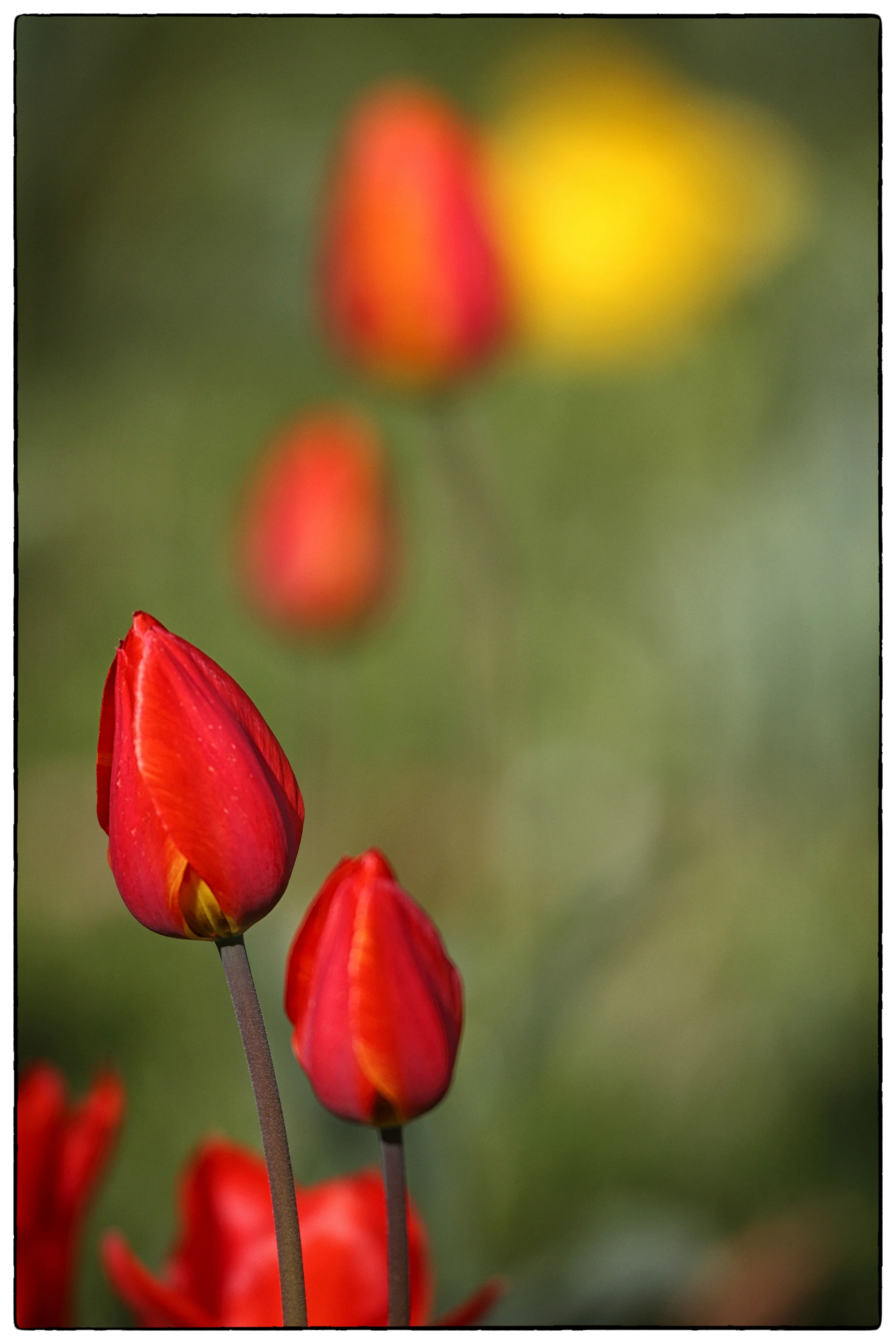 Gönninger_Tulpenblüte__45.jpg