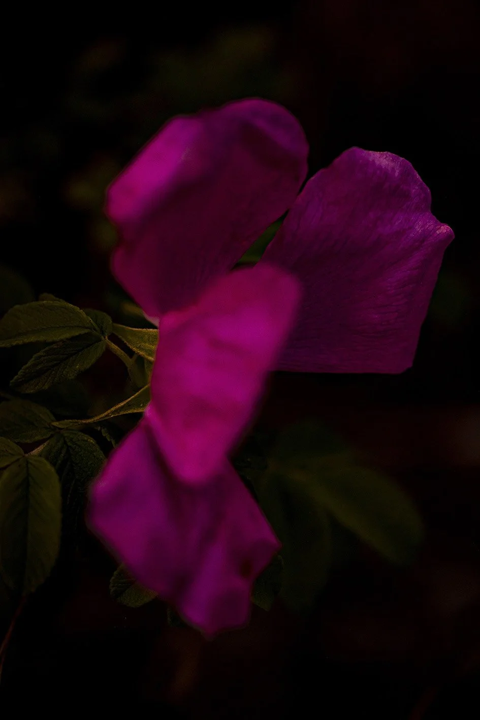 Absence_0201.jpg