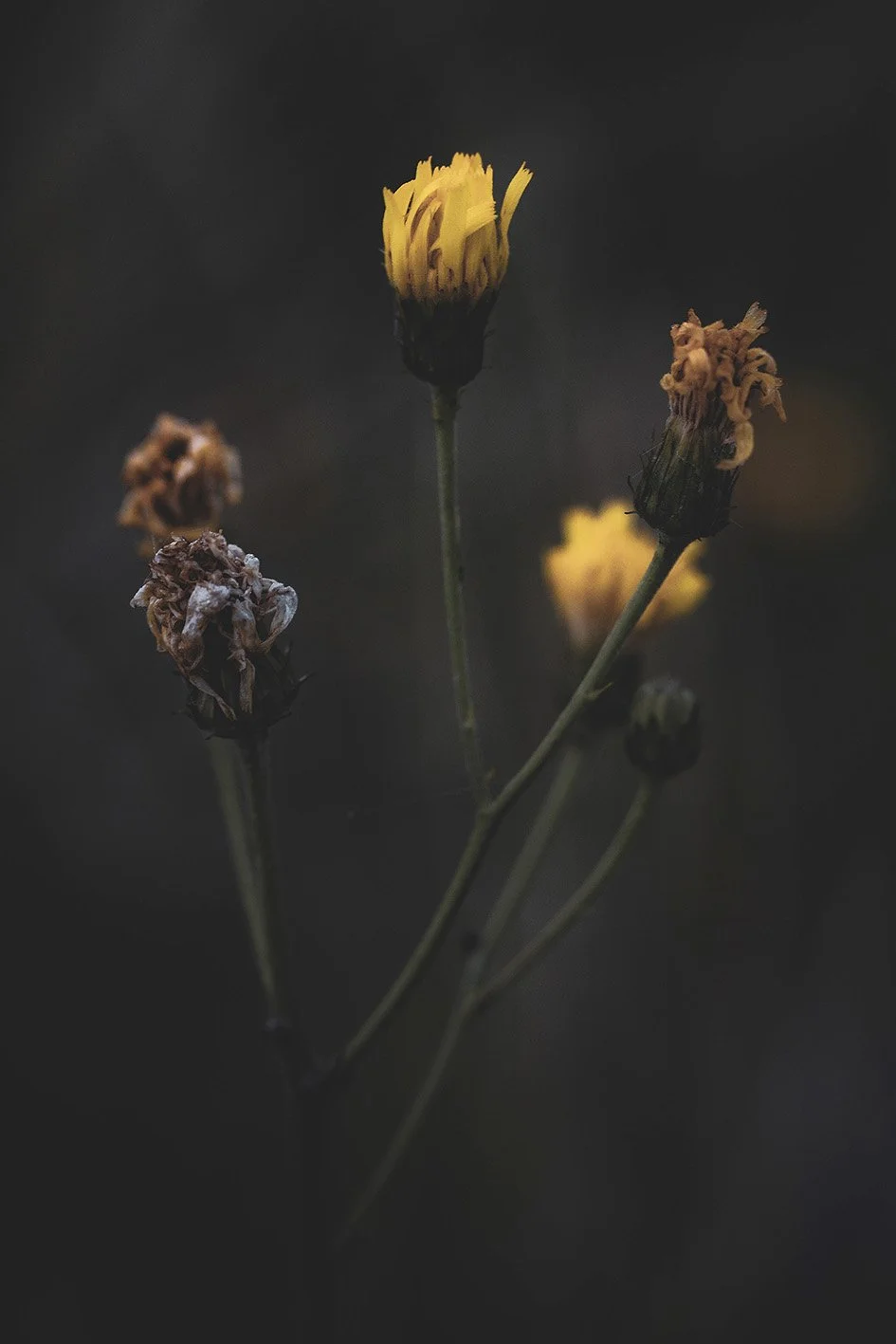 Absence_6915.jpg