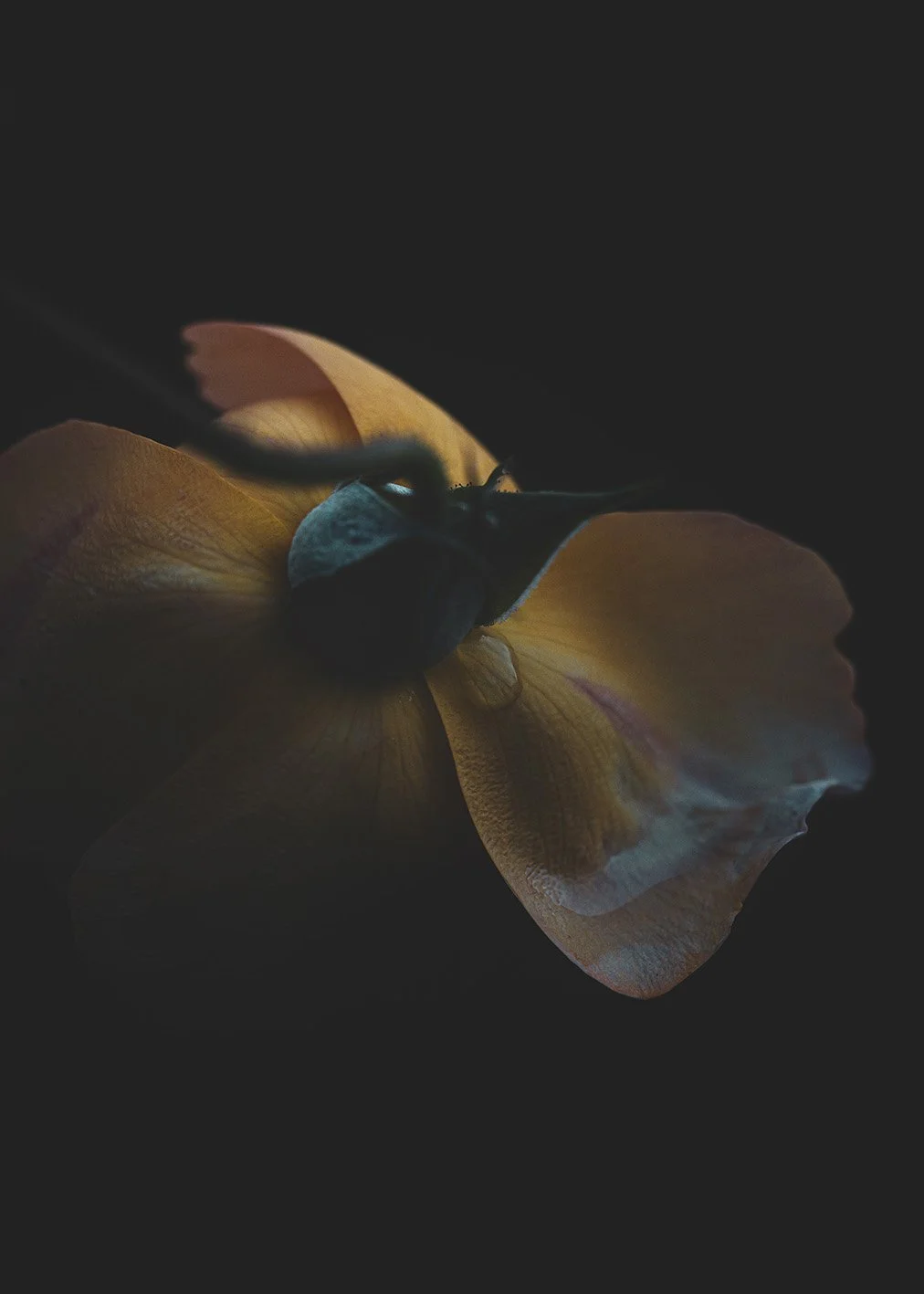 Absence_1587.jpg