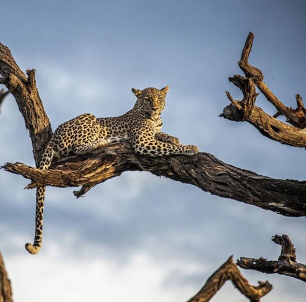 Our World, Just Because Its Great
Botswana Leopard Portrait
Photographer: Janine Krayer
#ourworldjustbecauseitsgreat #photography #arttrak.com #art #shango #buxton #antiquesroadshow #RoadshowPBS