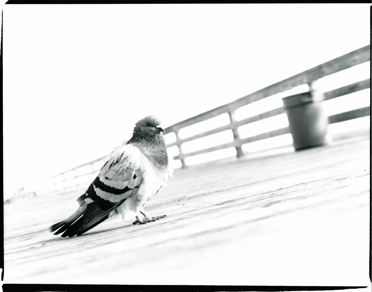 IMAGES © 2016 ERIN E. MIZELLE