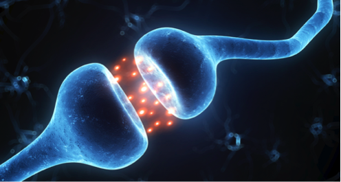 Neuroscience.png