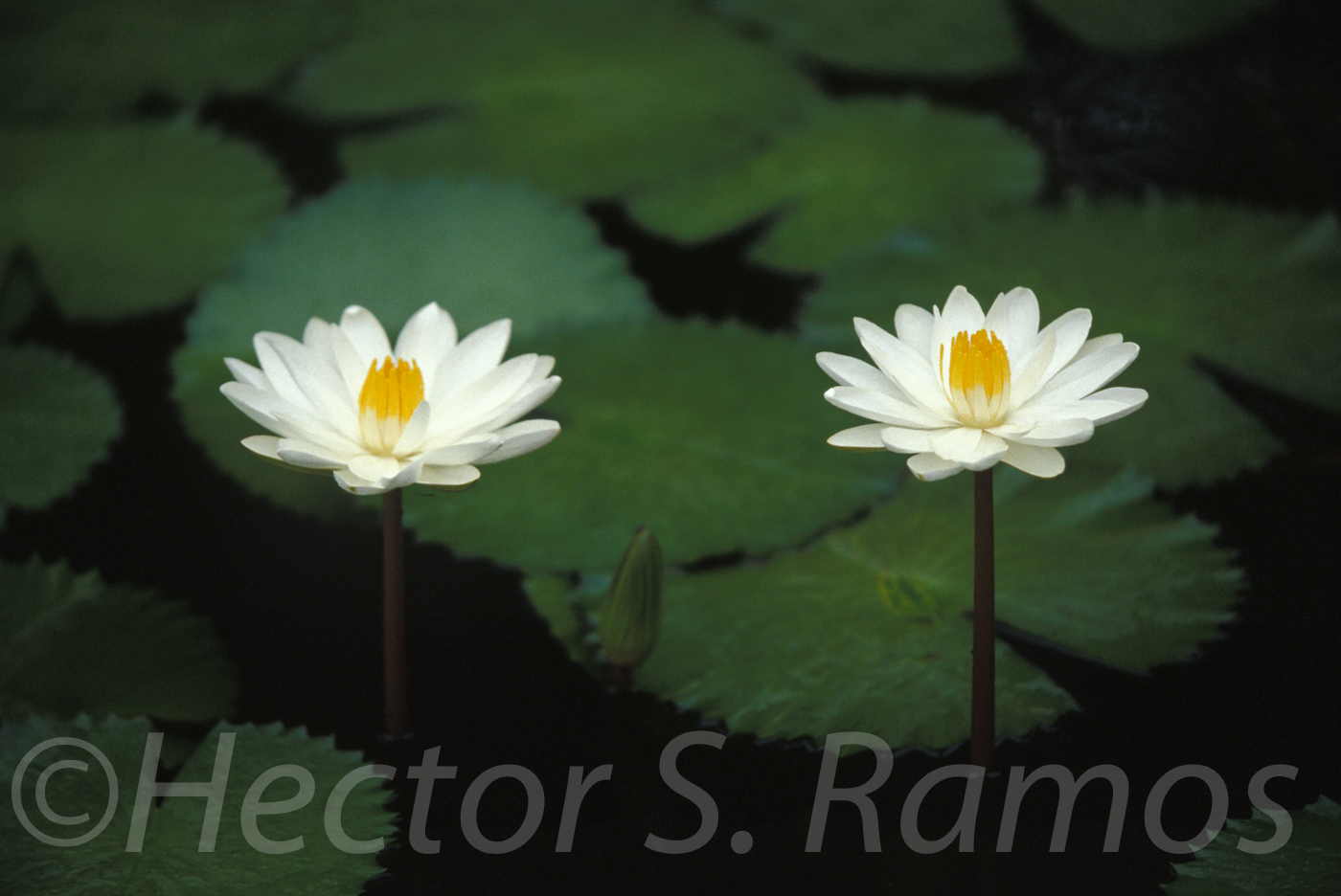 The Garden of Remembrance, Adyar