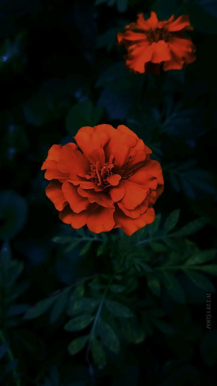 Day of the Dead Breathwork &amp; Sound Journey