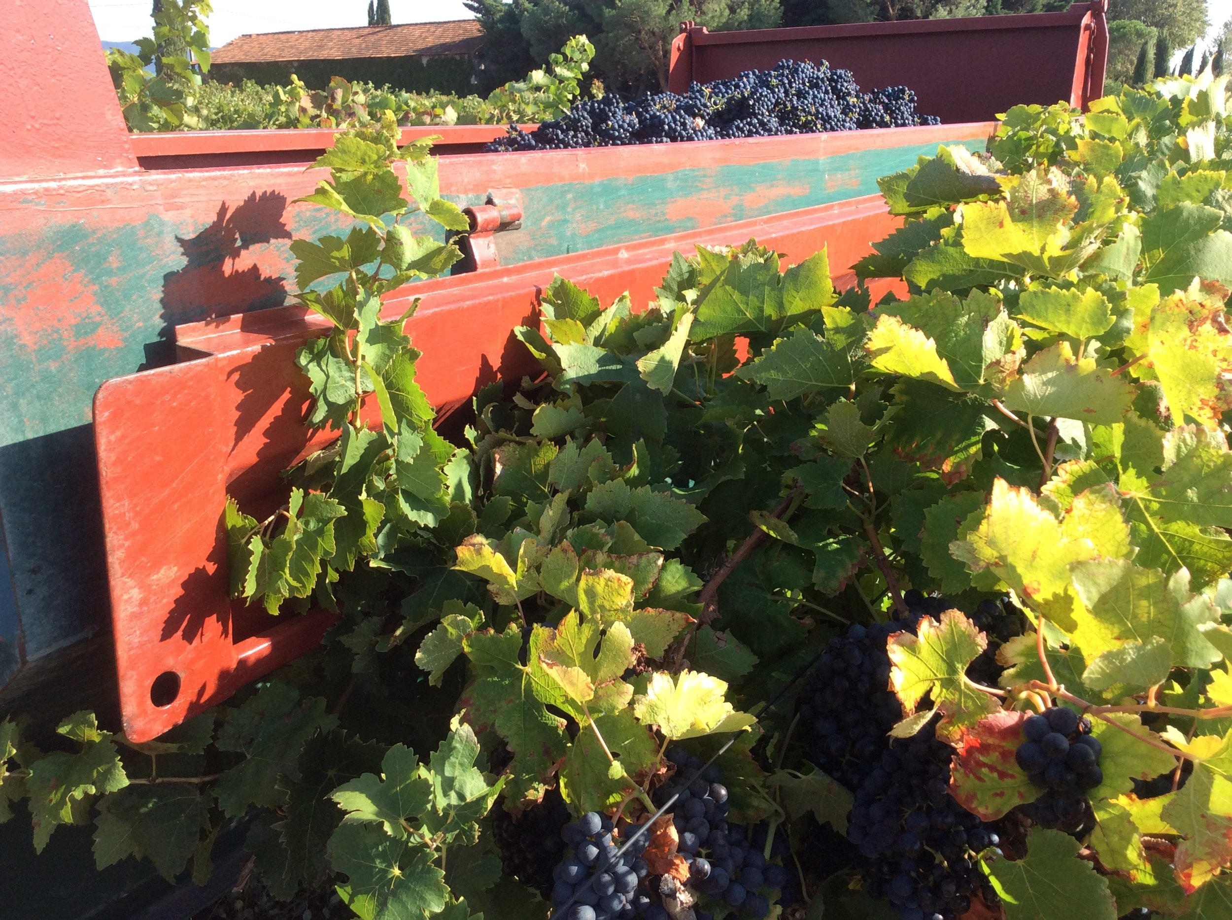 Vendanges