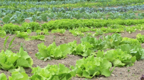 salad-2482457_1920.jpg