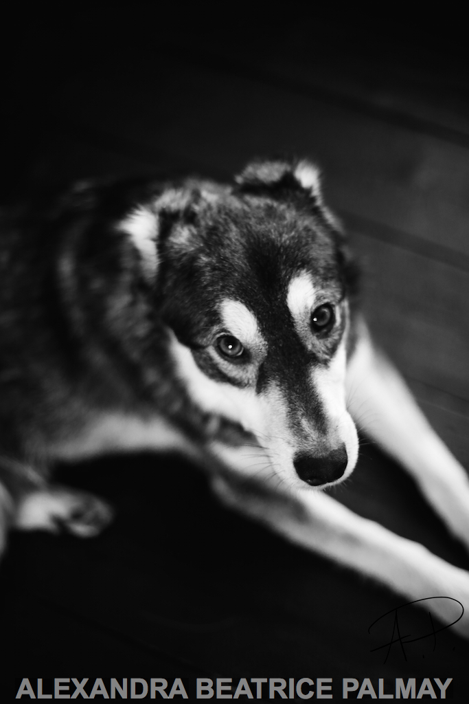 Mischa