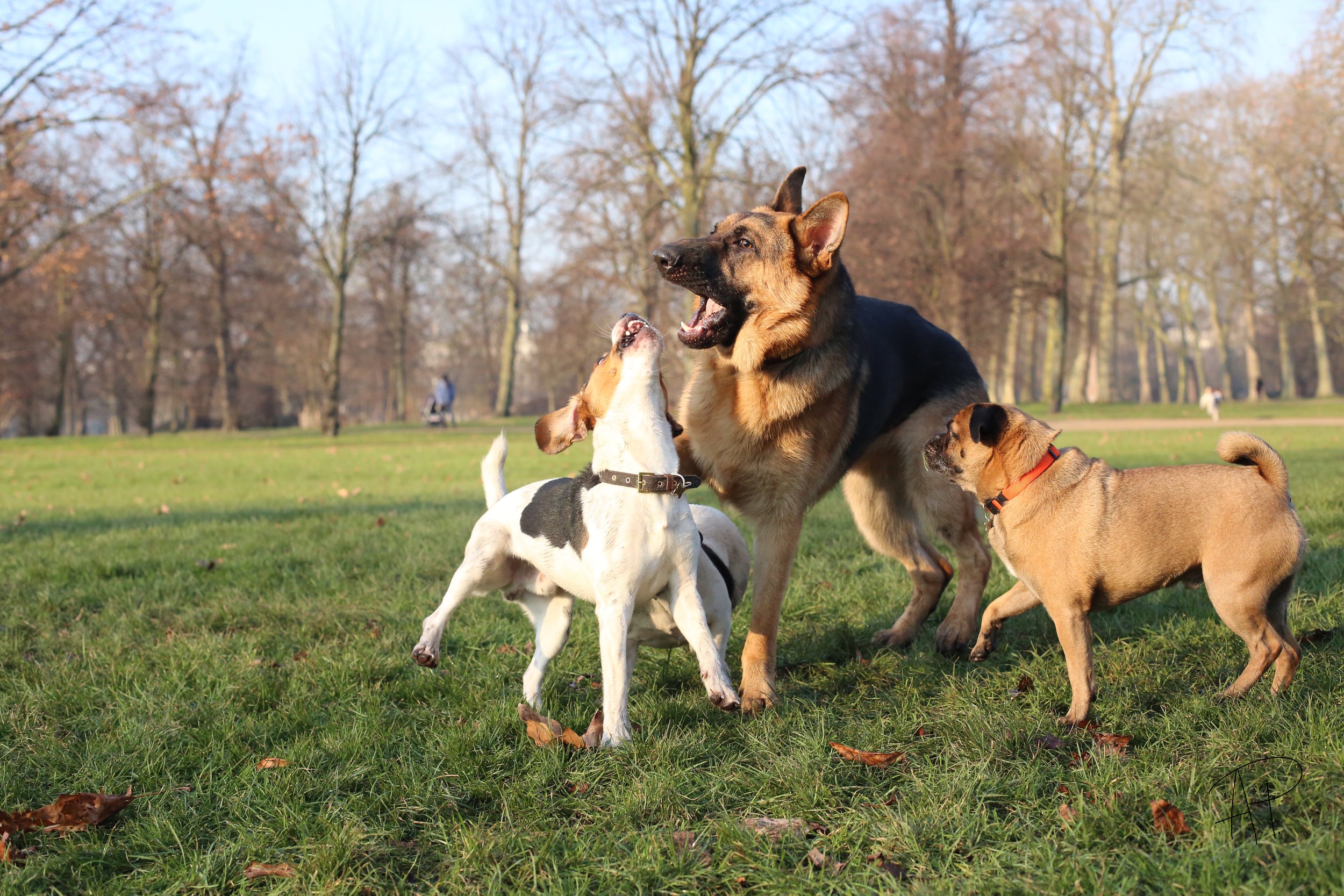 Park Friends