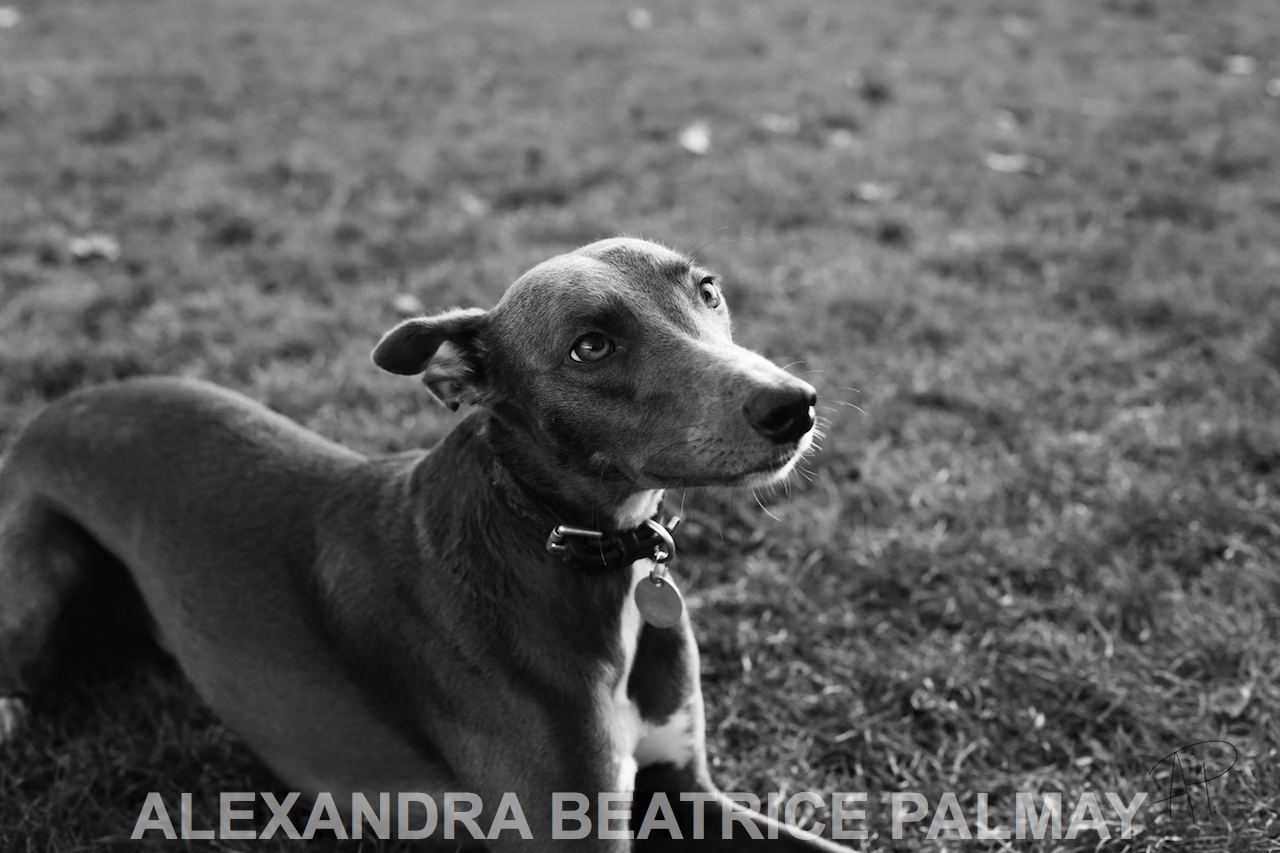 Dogs of Kensington Gardens Project