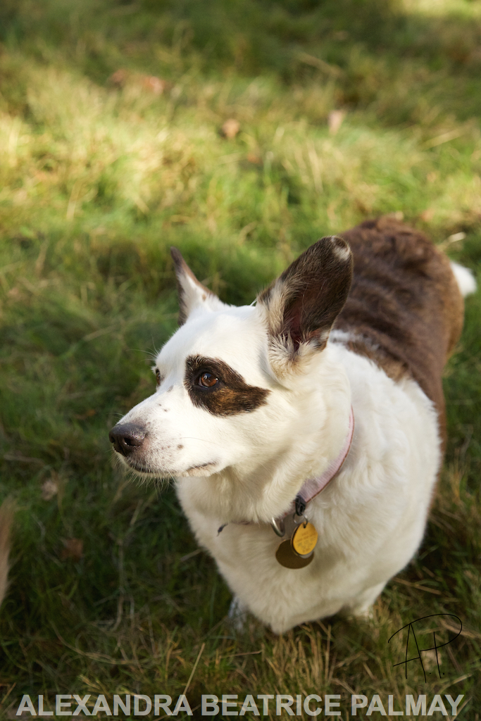 Dogs of Kensington Gardens Project