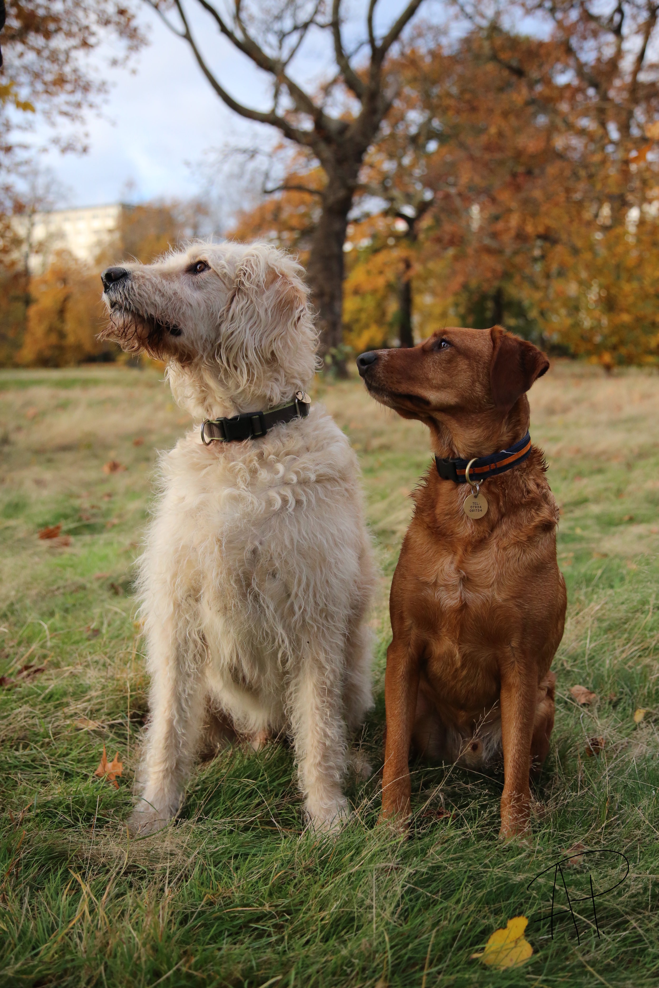 Alfie and Sunny