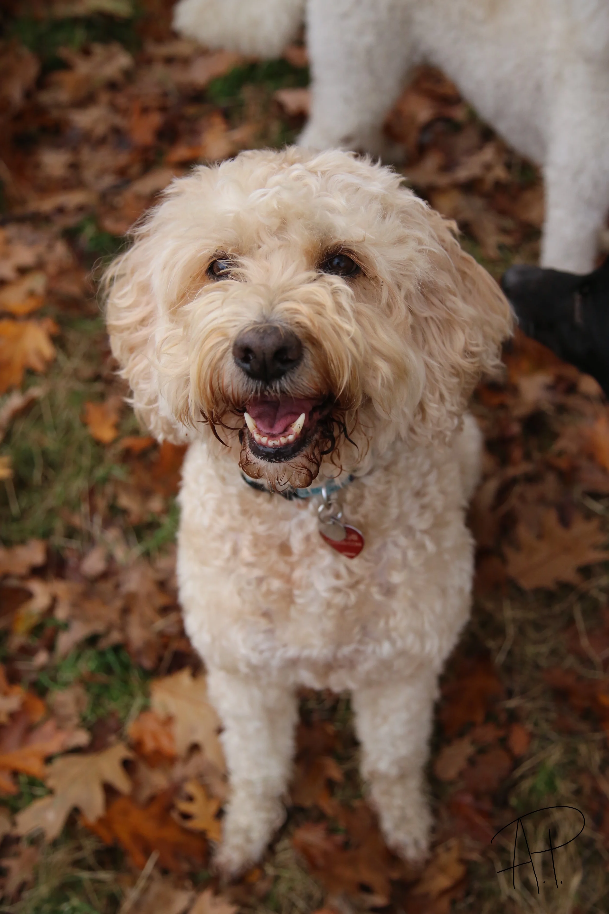 Max