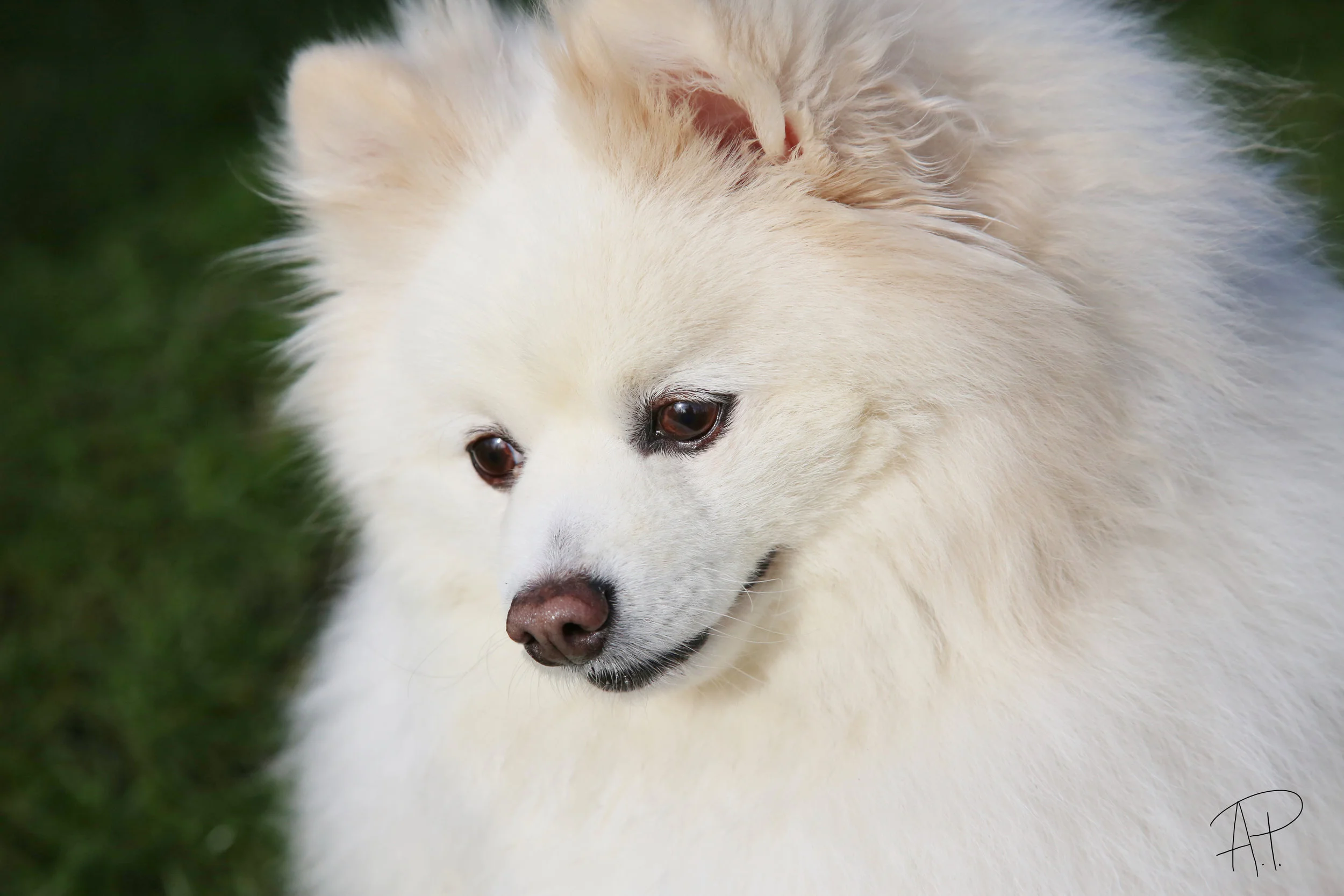 Daisy