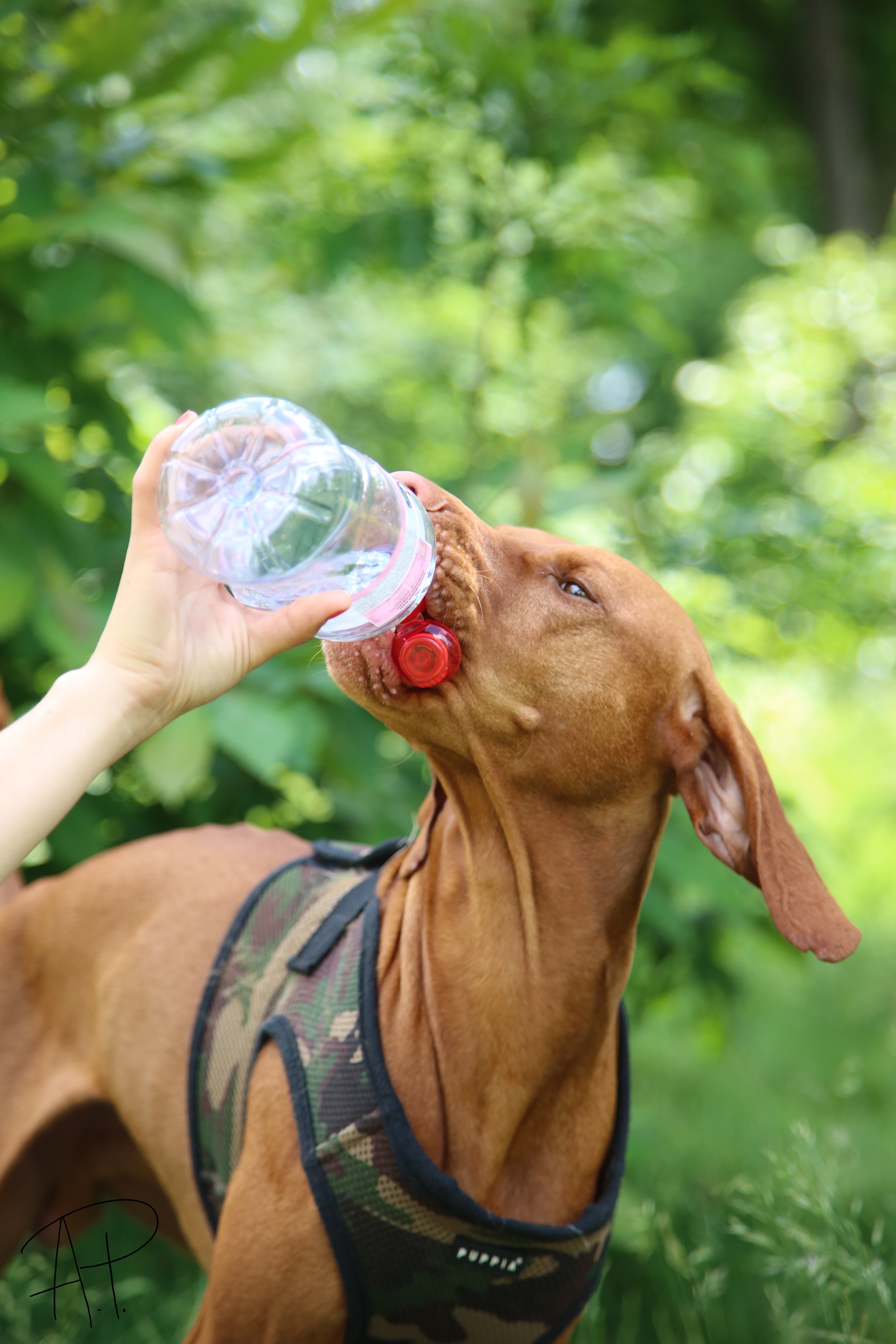 Stay Hydrated