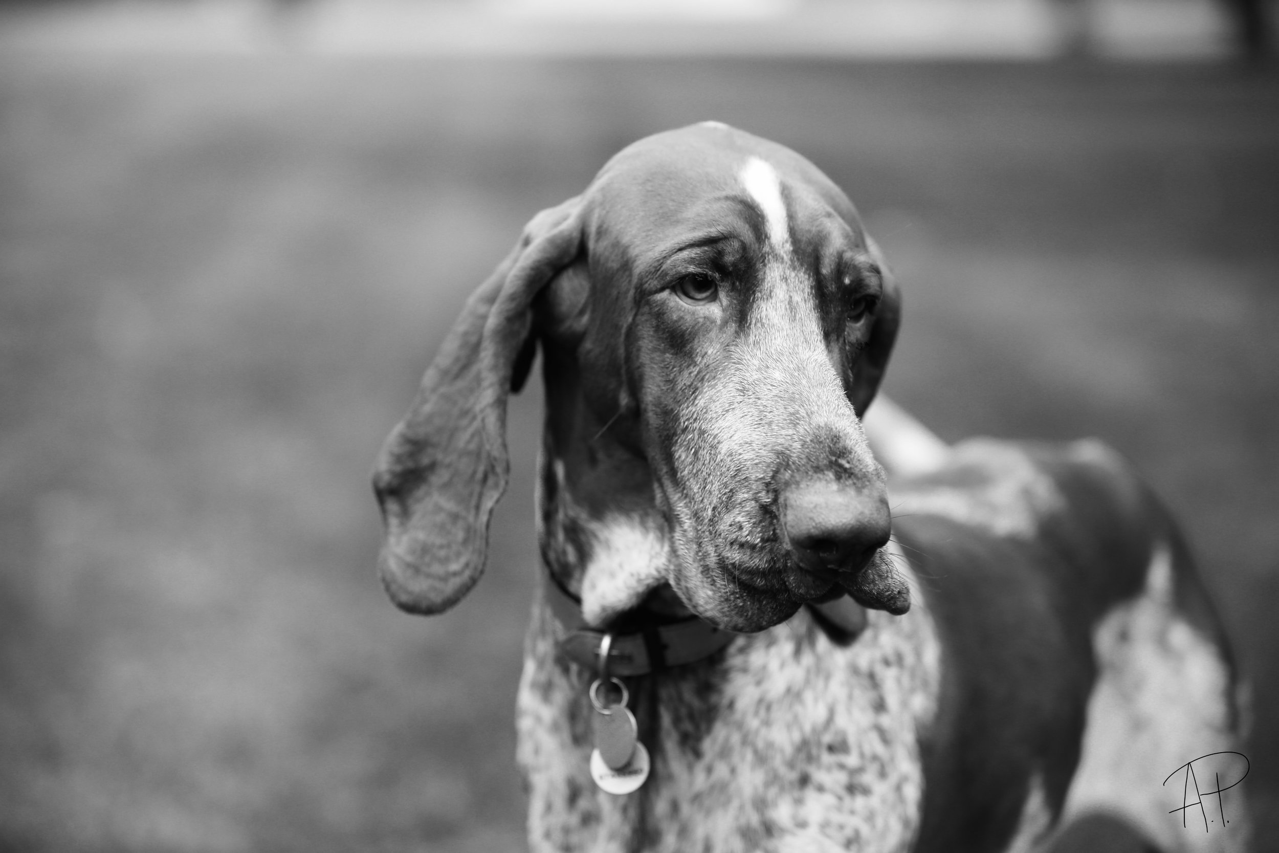 Dog photographer in London