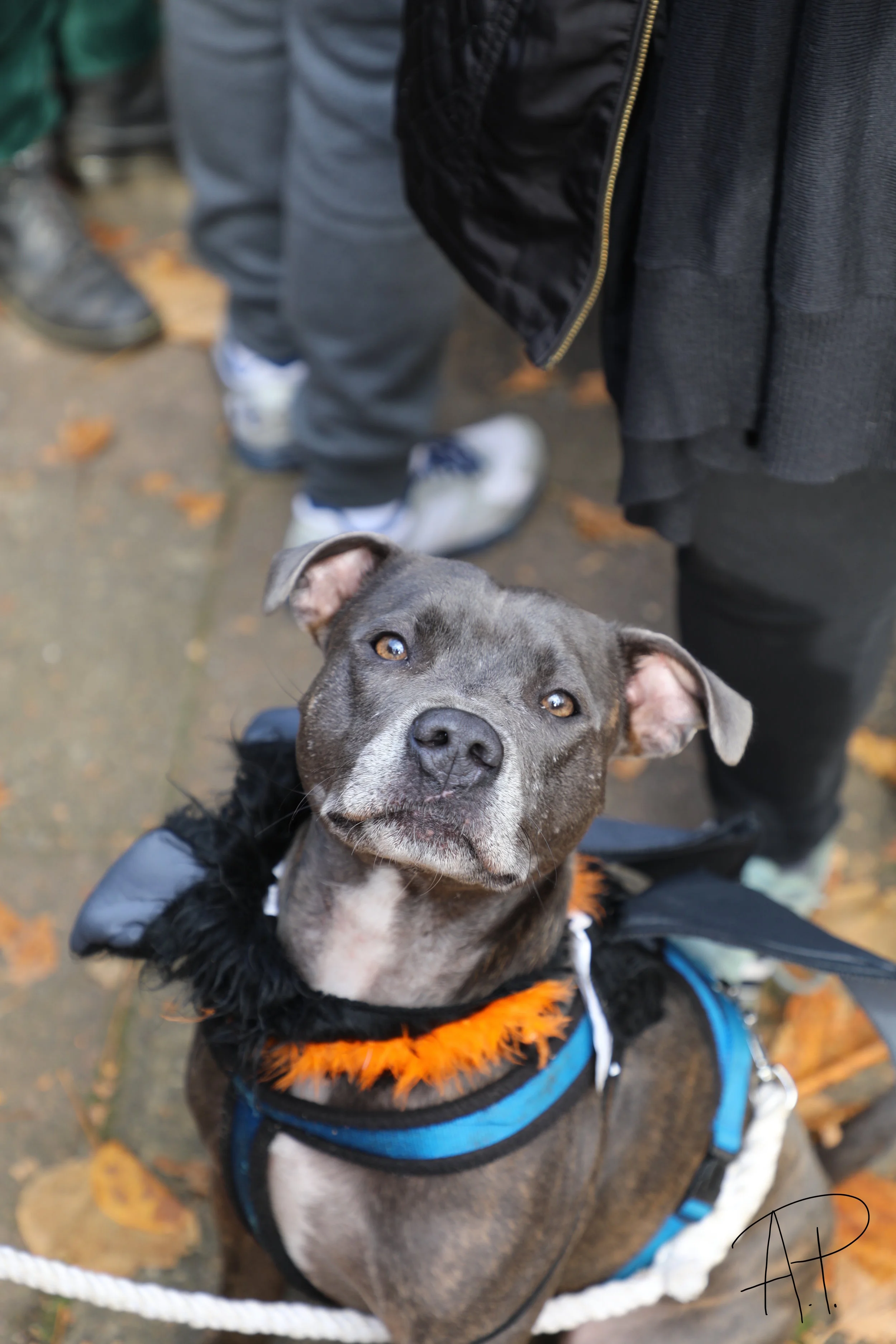 All Dogs Matter Halloween Walk