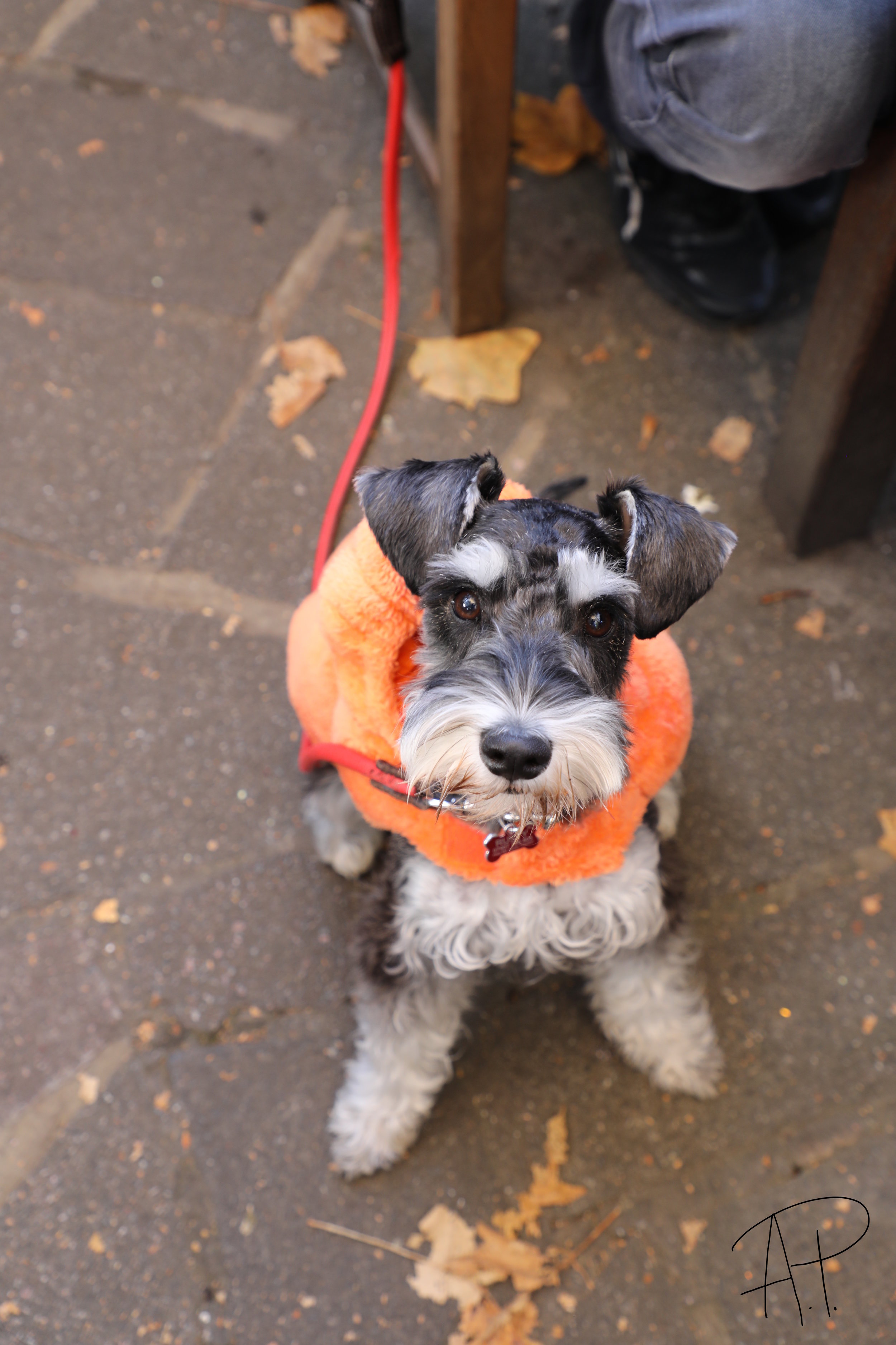 All Dogs Matter Halloween Walk