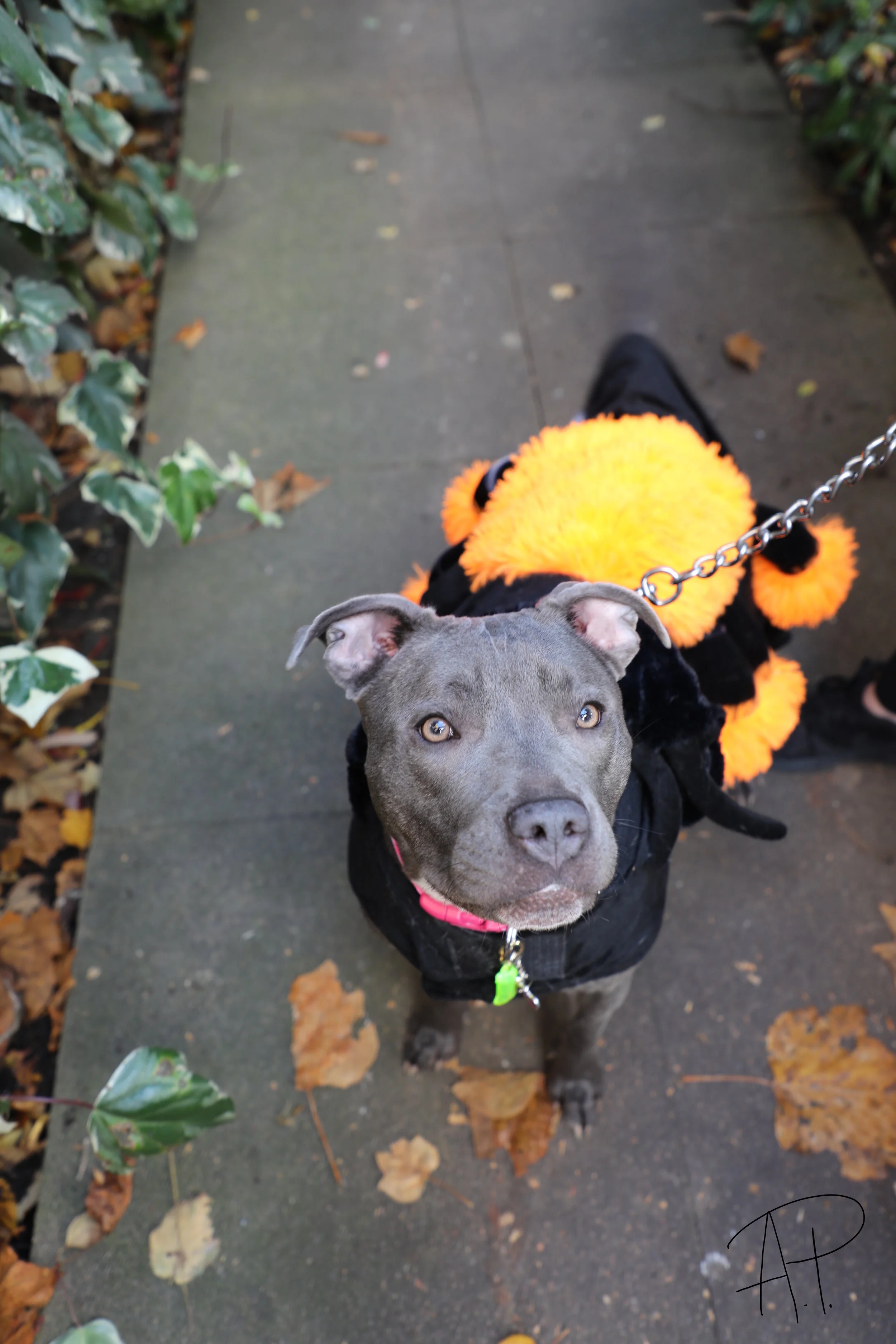 All Dogs Matter Halloween Walk