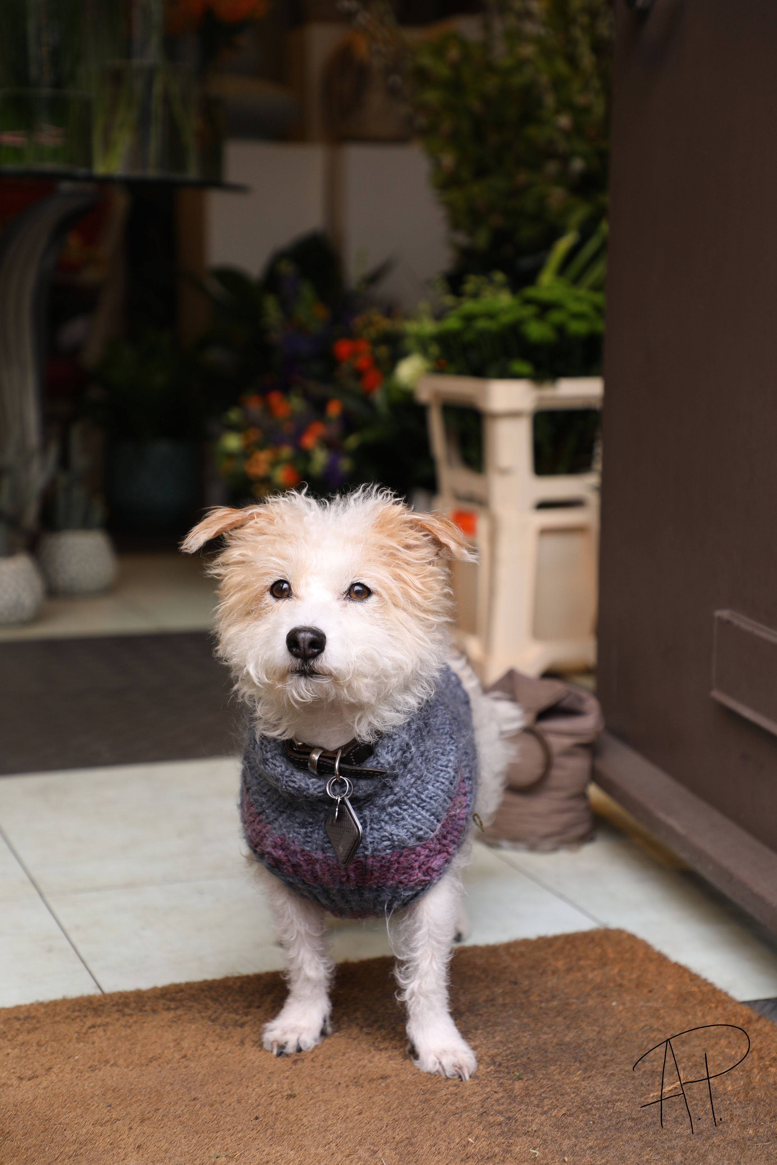 Dog photographer in London