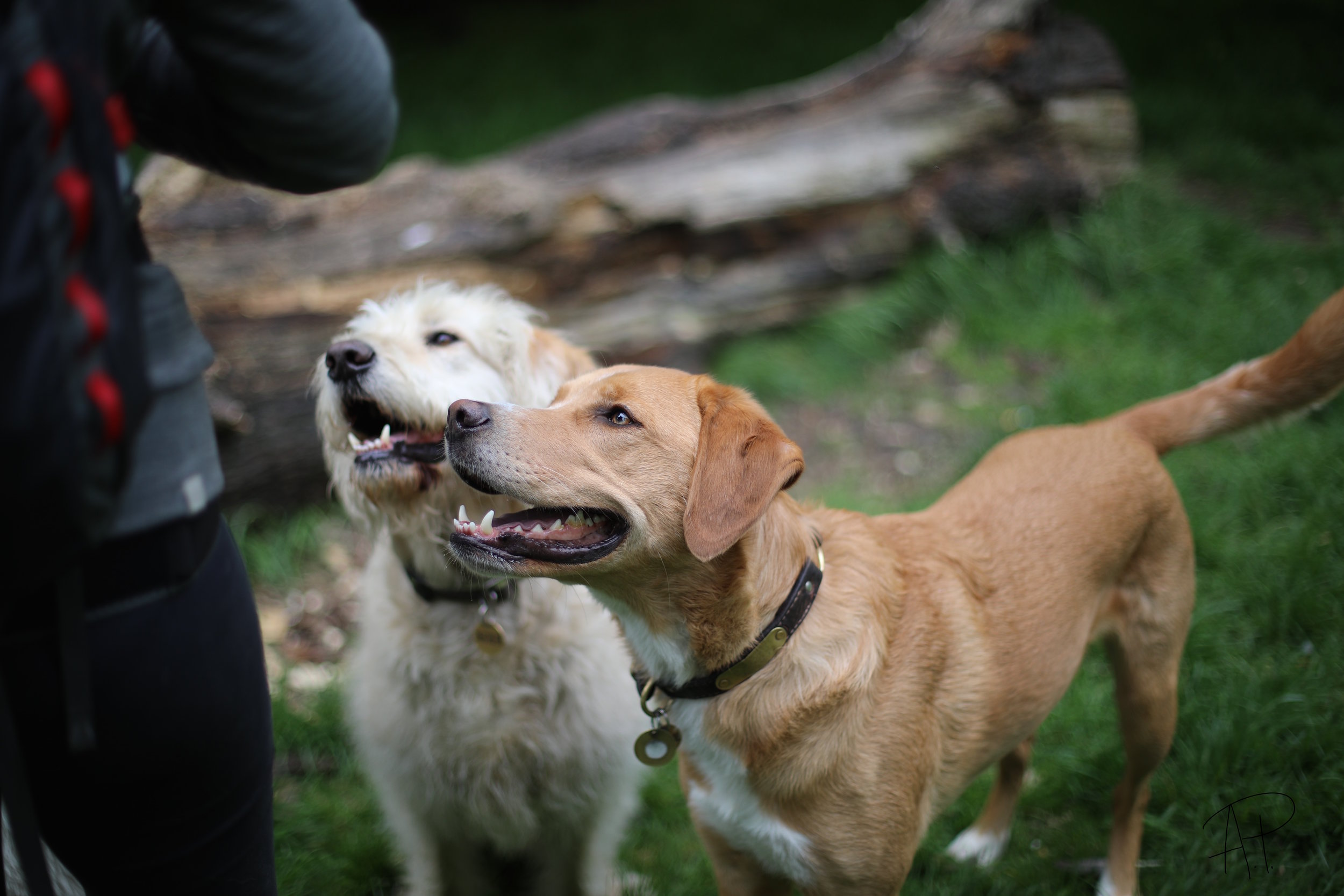 Alfie and Otis 