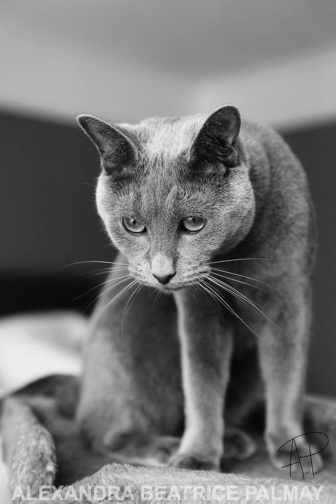 Sascha