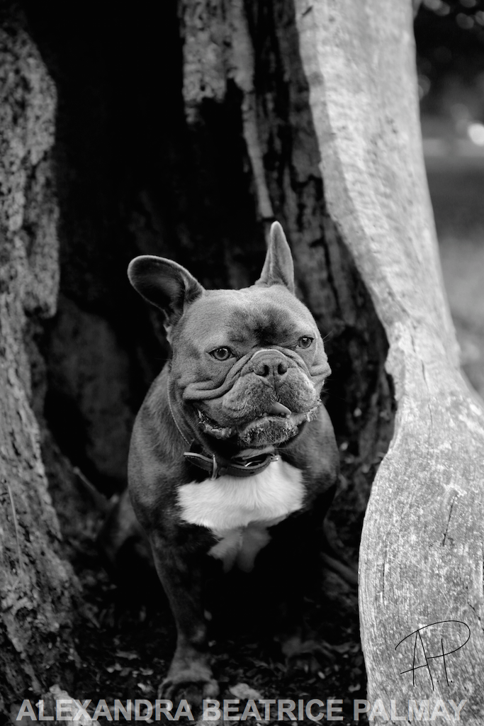Frank