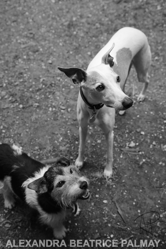 Alfie and Rocky