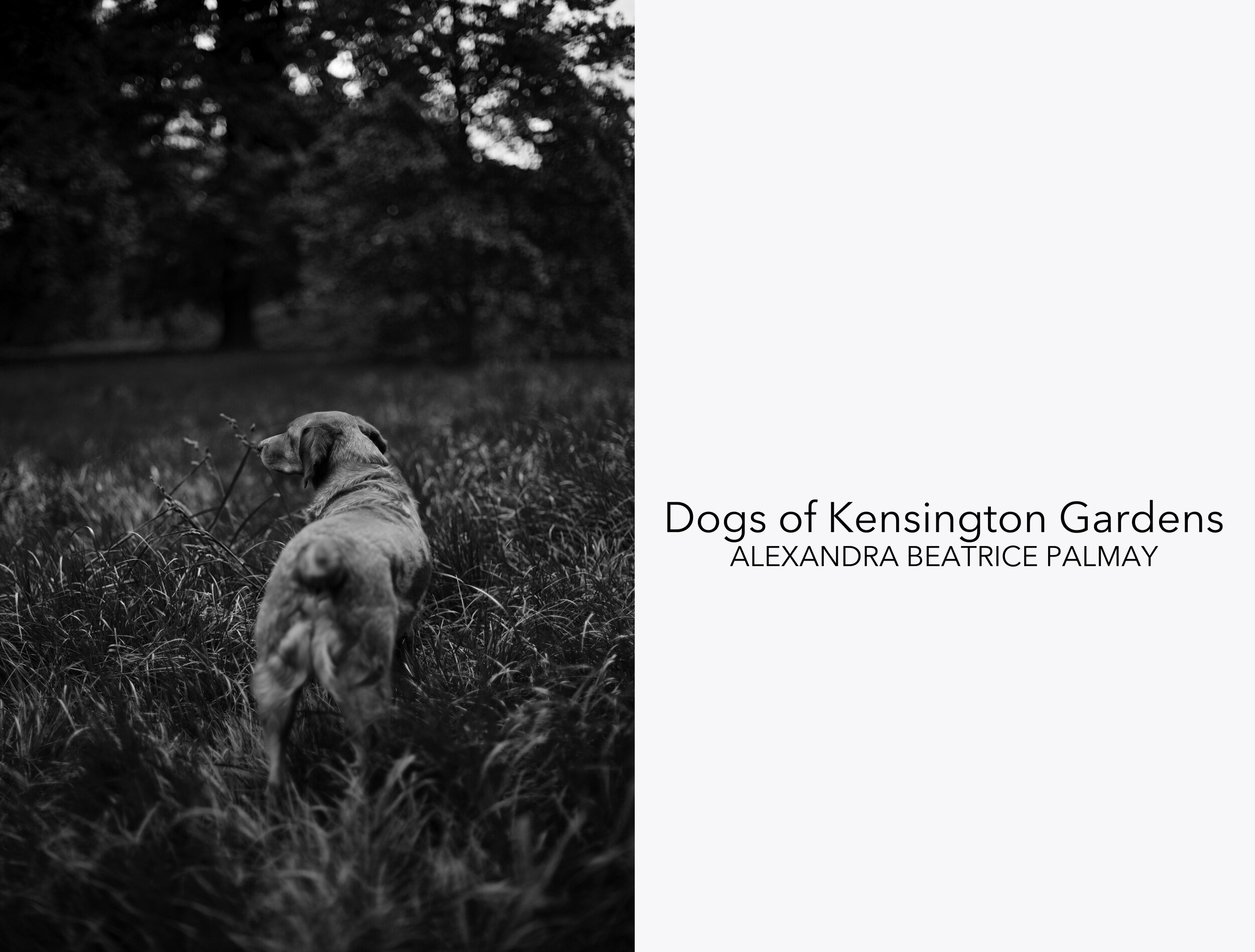 Dogs of Kensington Gardens