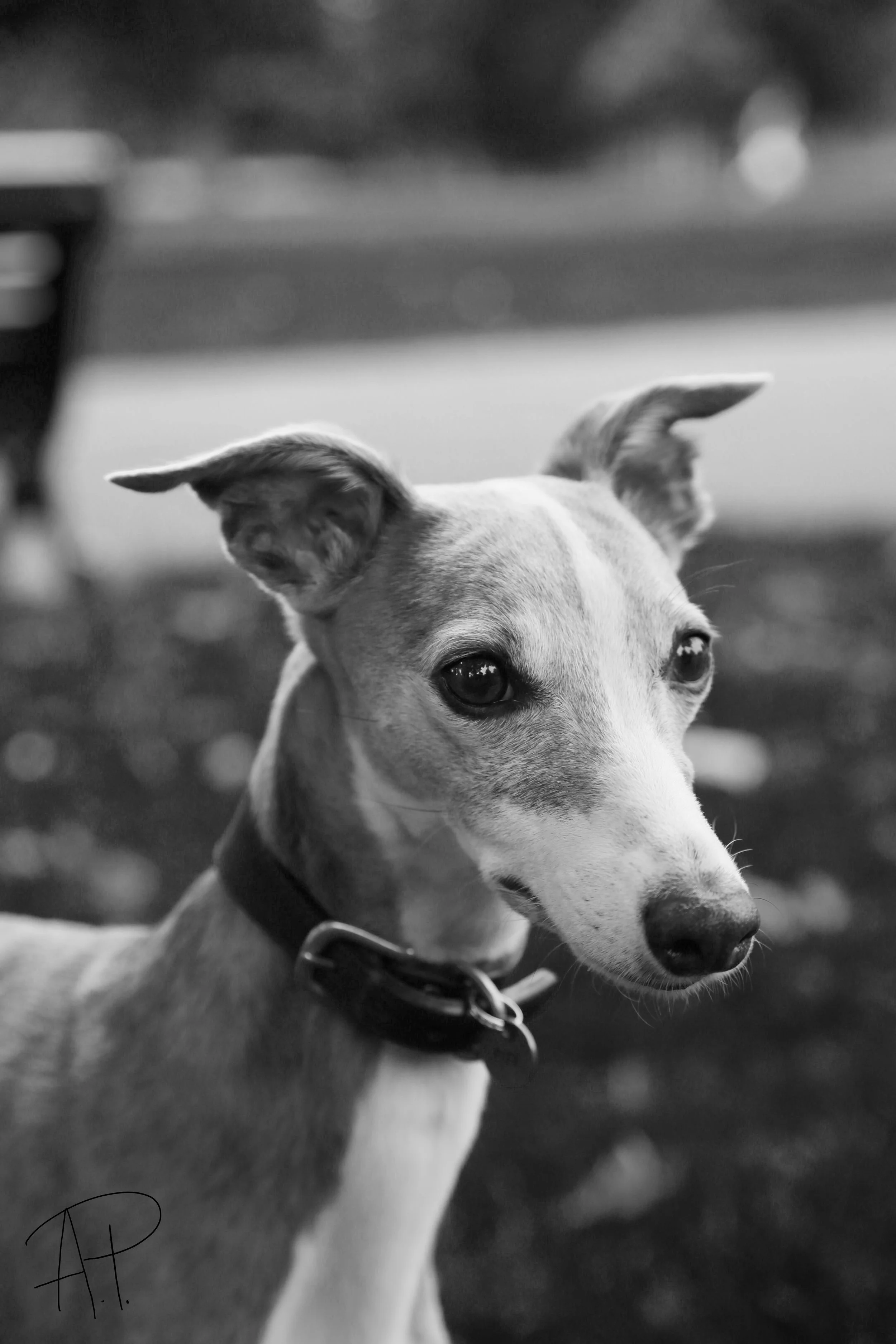 London dog photographer