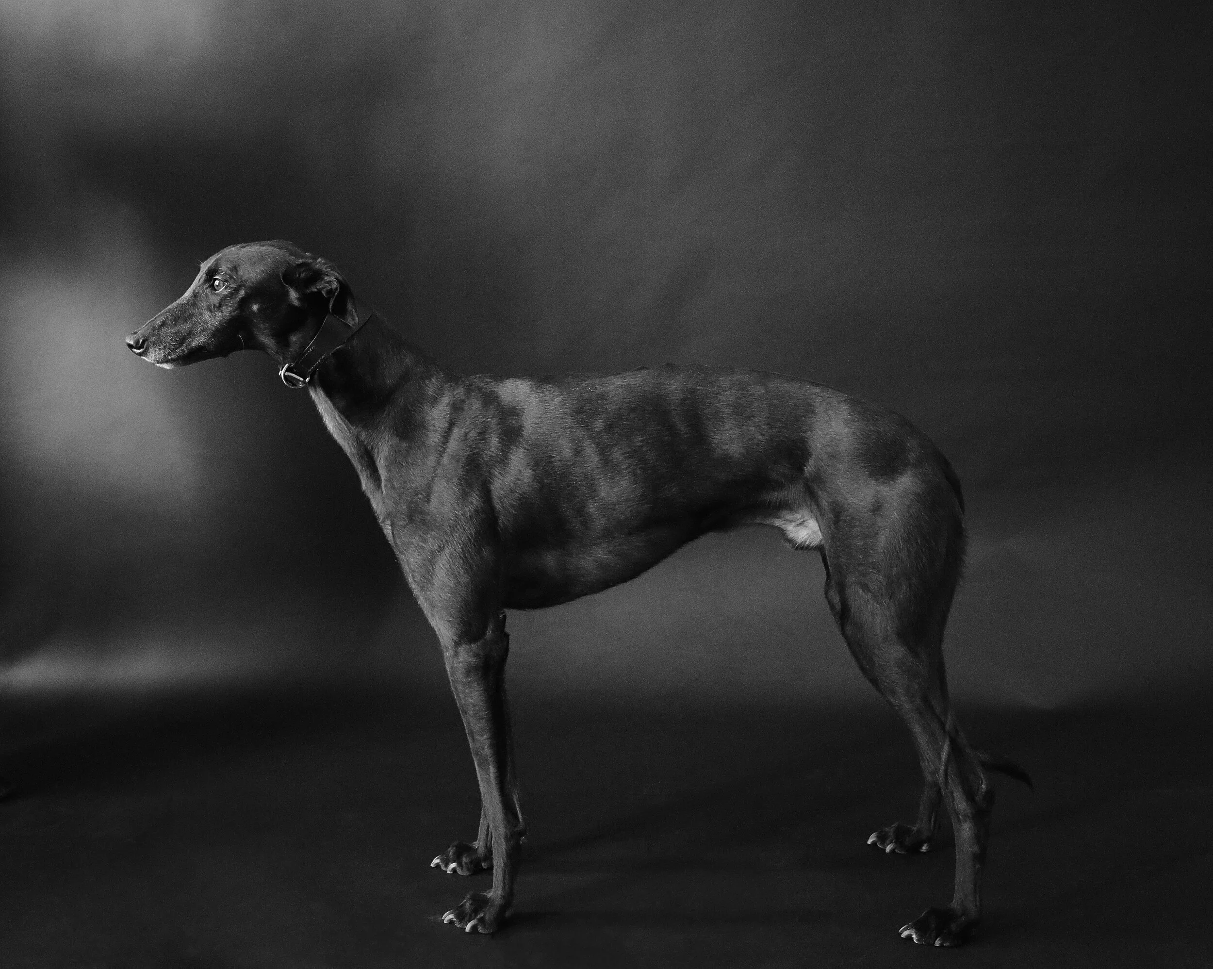 Studio pet photography in London