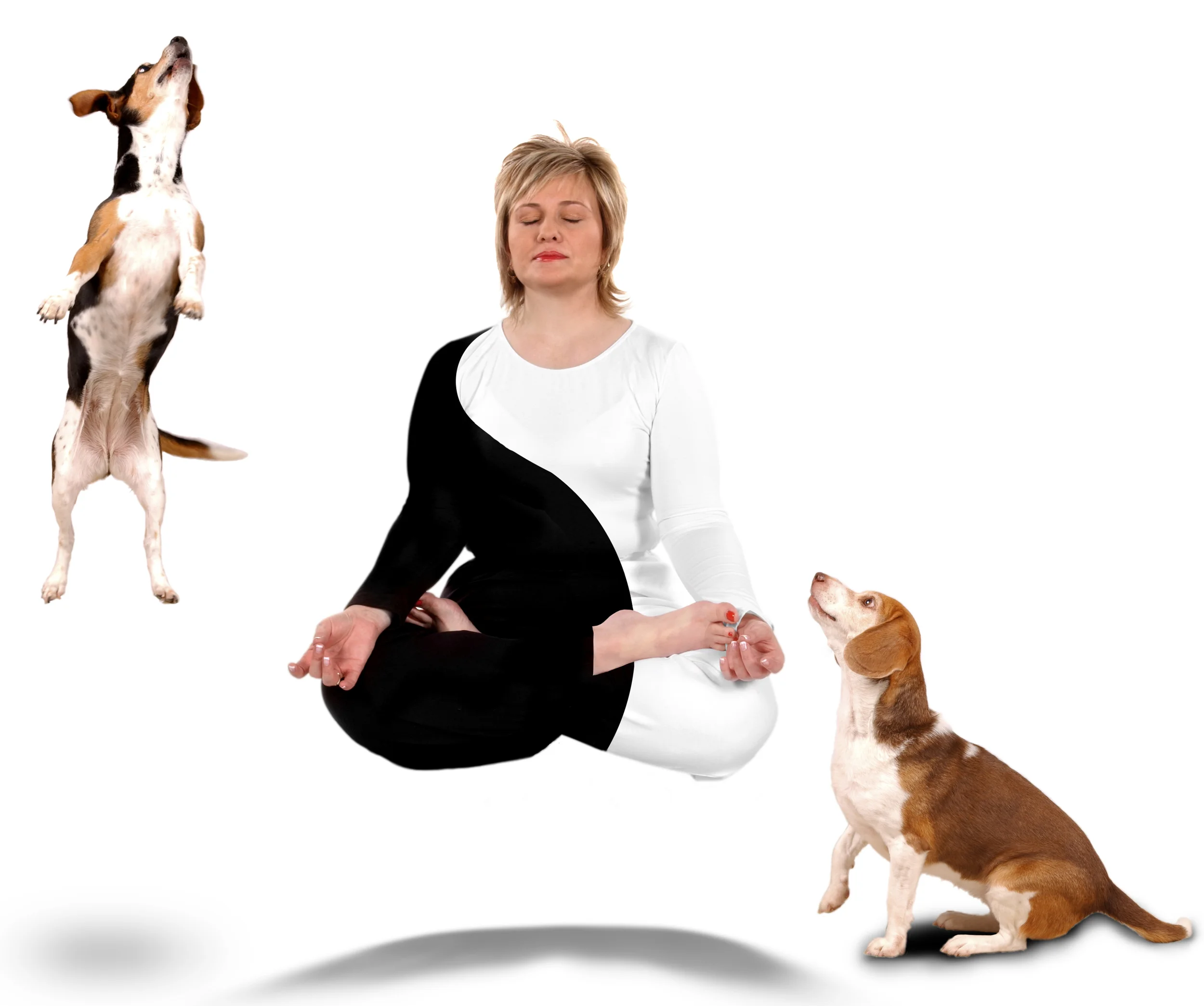 Ying and Yang Dogs.jpg