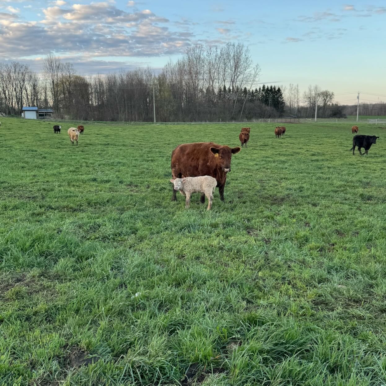 New baby! He&rsquo;s about 20 minutes old and already up trying to get dinner!! This makes baby number 4 so far&hellip;many more to come! 

#baby #cow #angus #charolais