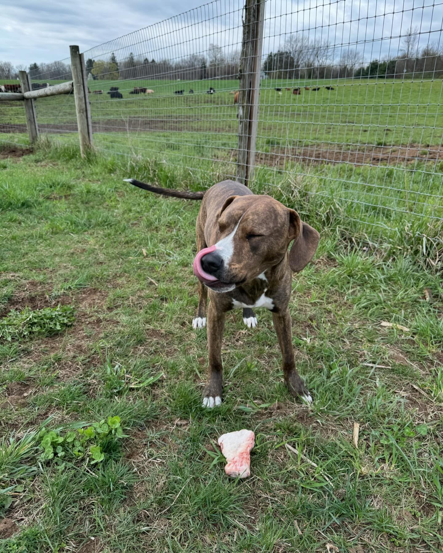 @ranger_red_power_ranger says, &ldquo;mmmm, that&rsquo;s some tasty stuff!&rdquo;. We have dog bones and more today from 10 till 2, so stop by and grab something for you doggie or for you, or both!! 

#doggie #dogsofinstagram #puppy #ranger #bones #d