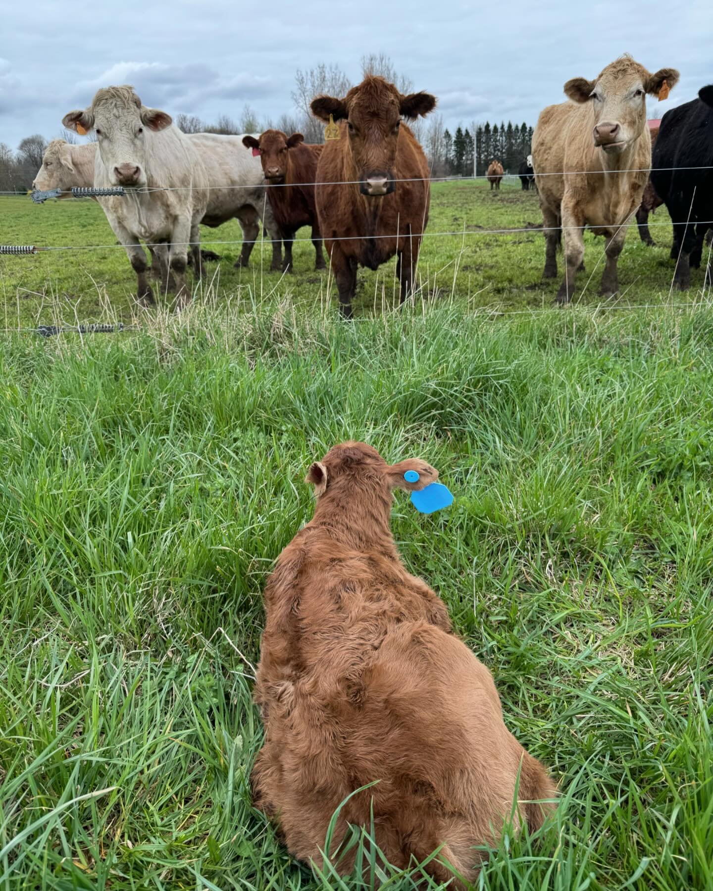 Another new baby last night! This one decided the grass looked a little greener on the other side of the fence. We certainly don&rsquo;t disagree, but it isn&rsquo;t quite time to begin grazing yet! We got this little one tagged and back with his ver