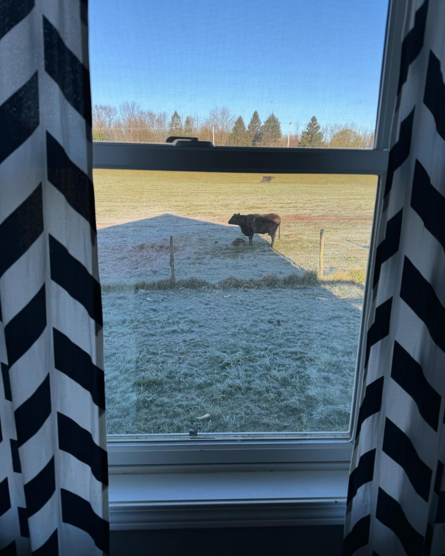 When you have cows in your backyard it&rsquo;s easy to watch out for new babies! This one was born in chilly temps, but momma got it cleaned off quickly so it can stay warm! 

#cows #backyard #pasture #grass
