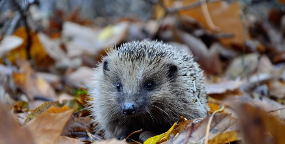 Be more fox than hedgehog 