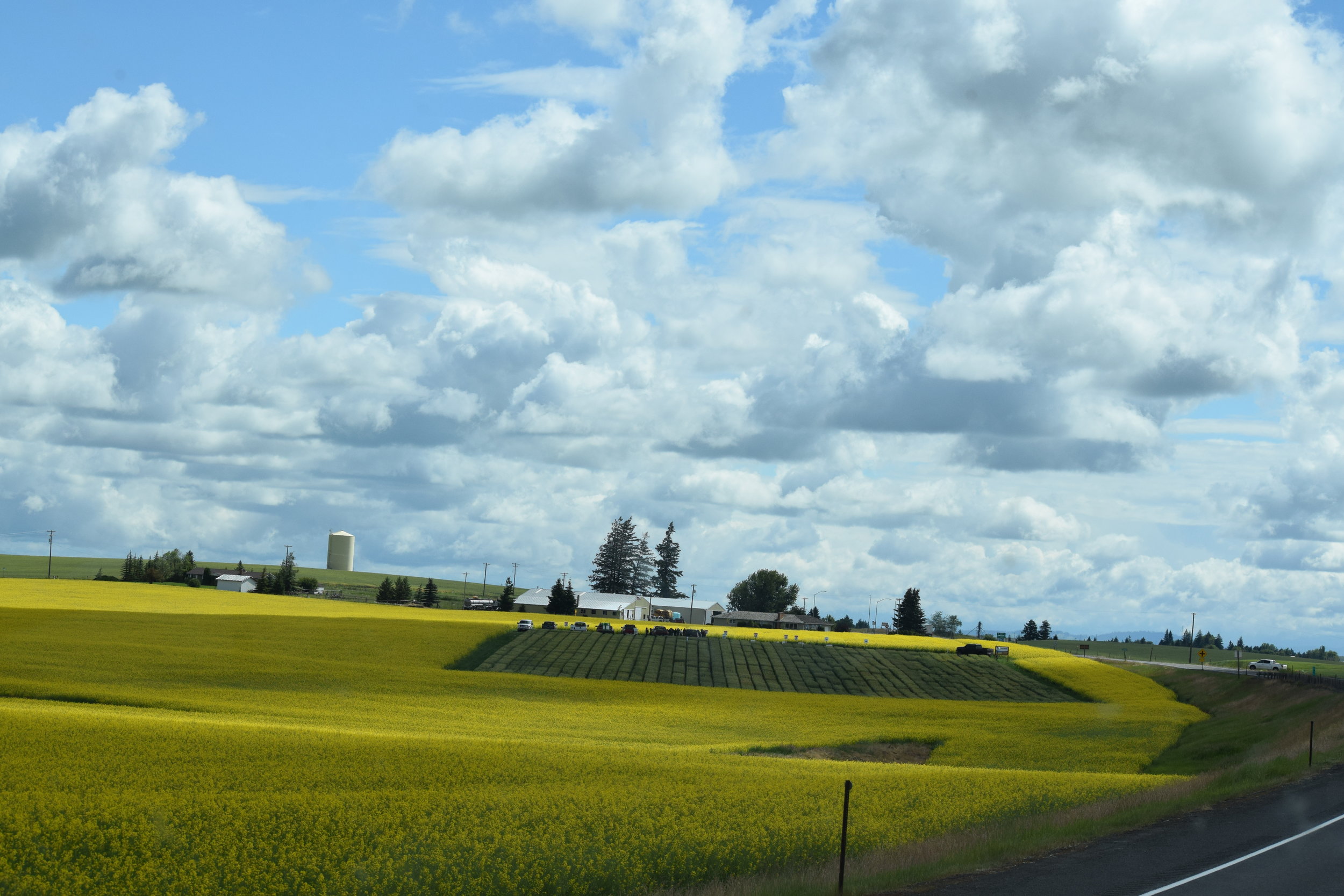 Fields of Gold in Idaho
