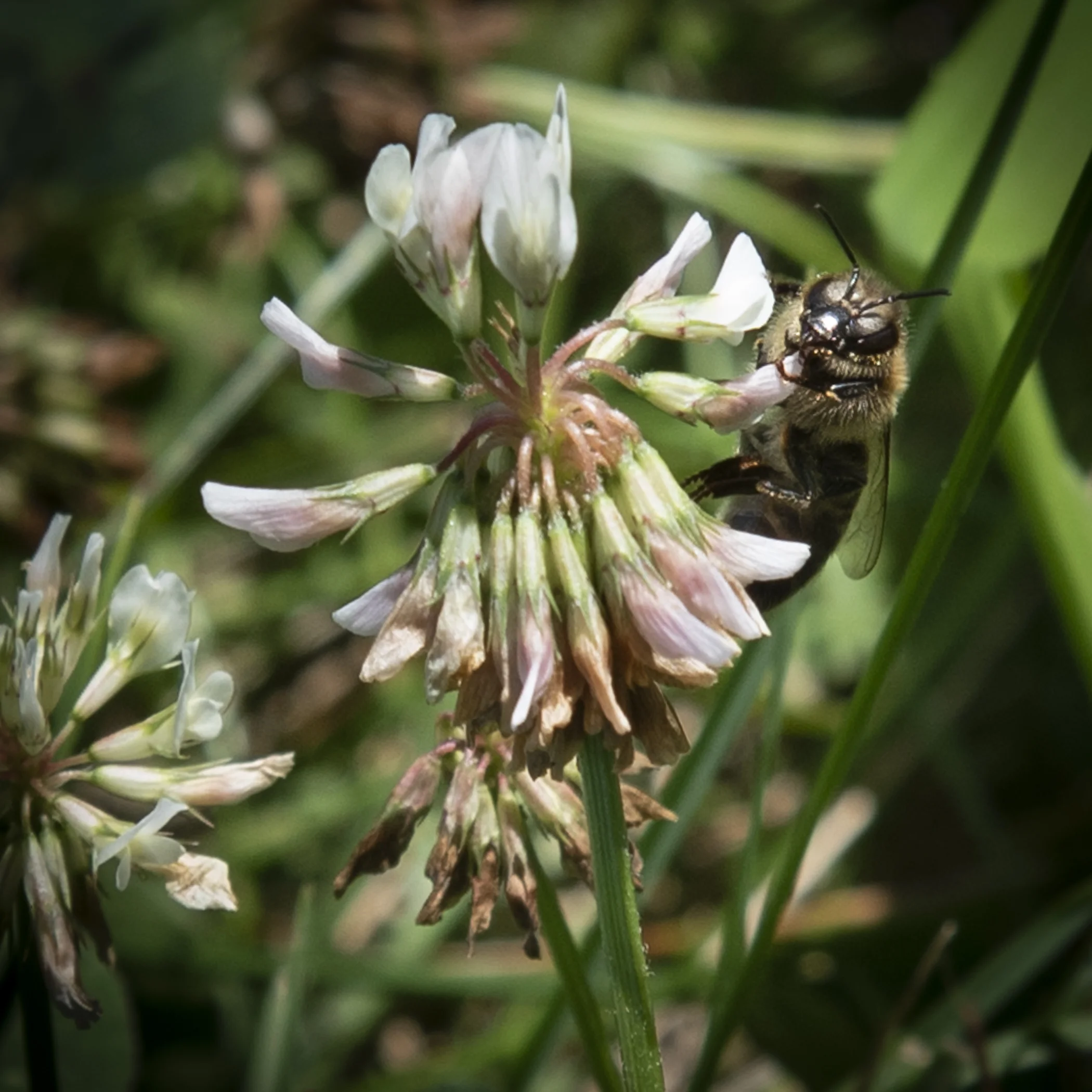 Honey Bee On Clover