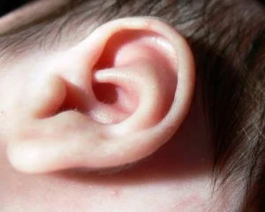 Your ears rely on your brain to help you hear. They process the sound your ears collect! 