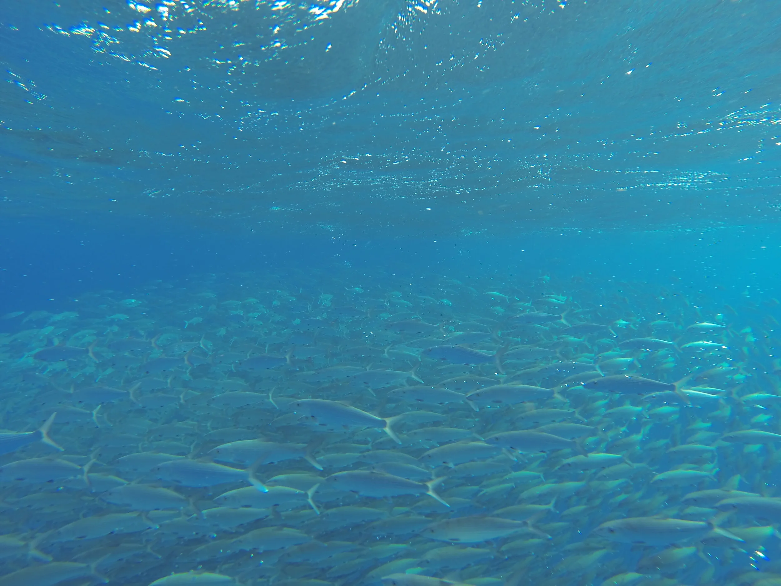 Bonefish Spawning Agg 2.JPG