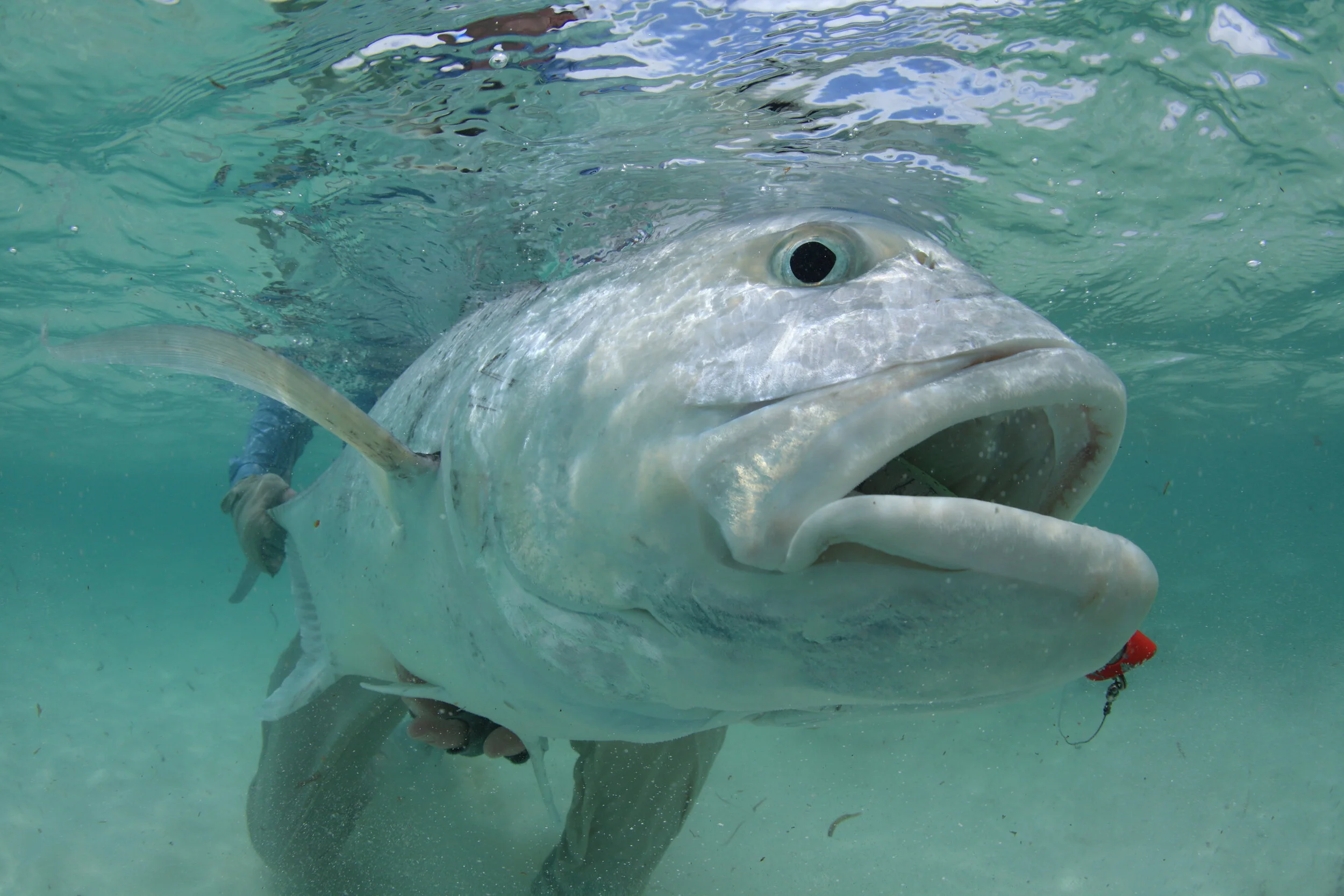 Giant Trevaly Goez.JPG