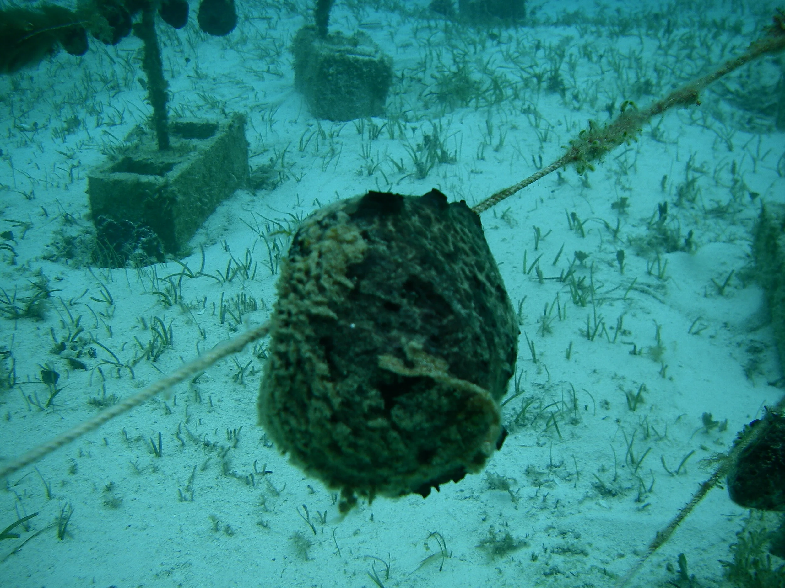 Sponge Aquaculture 01.JPG
