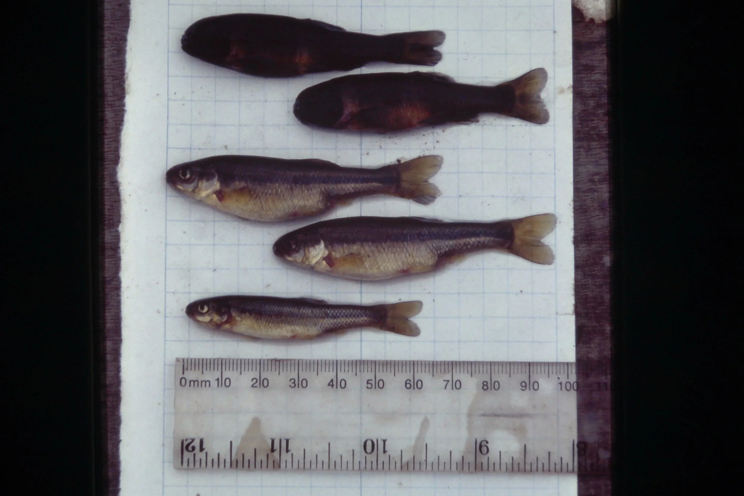 PhD Minnows 02.JPG