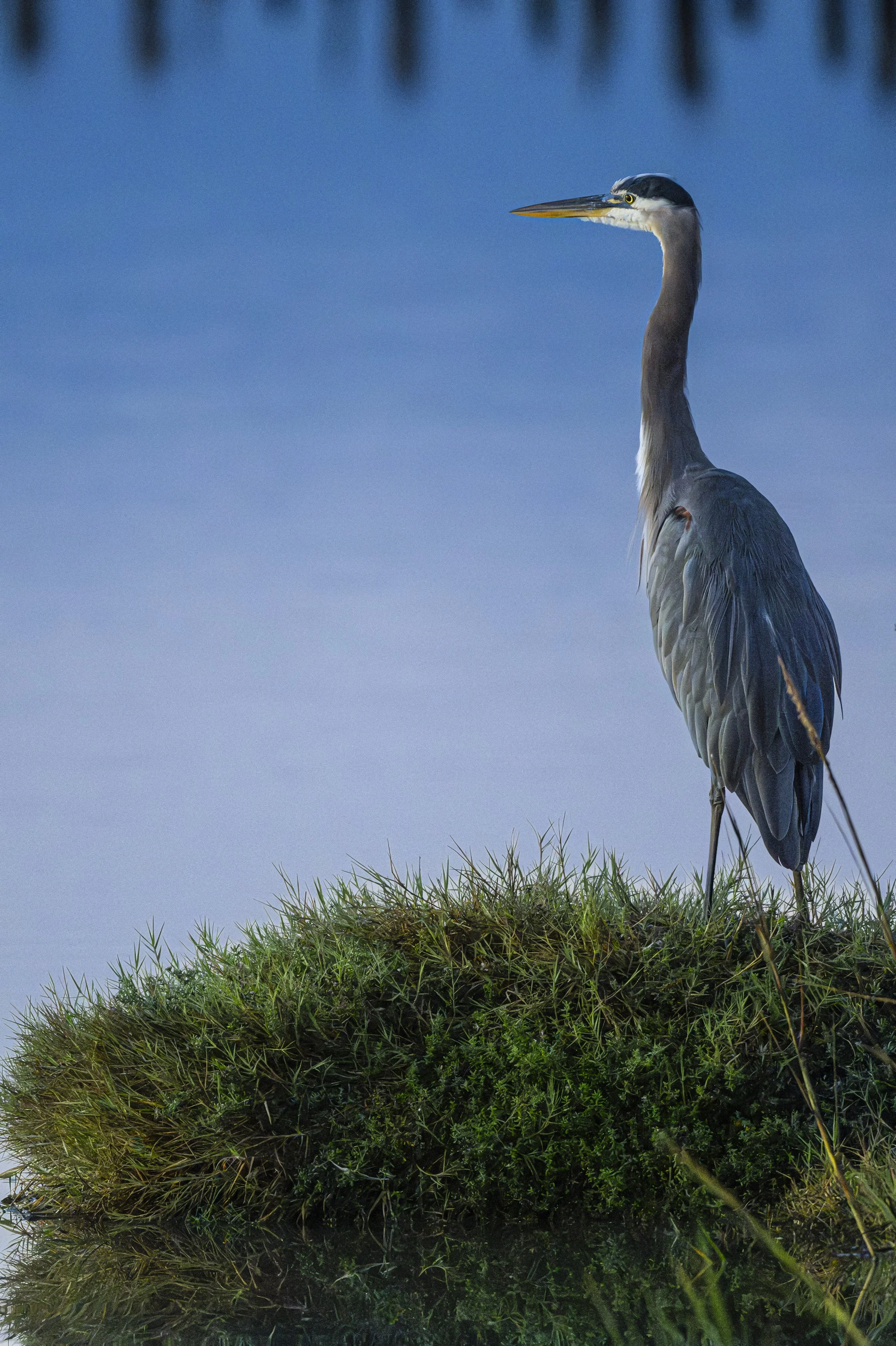 The Great Blue Heron