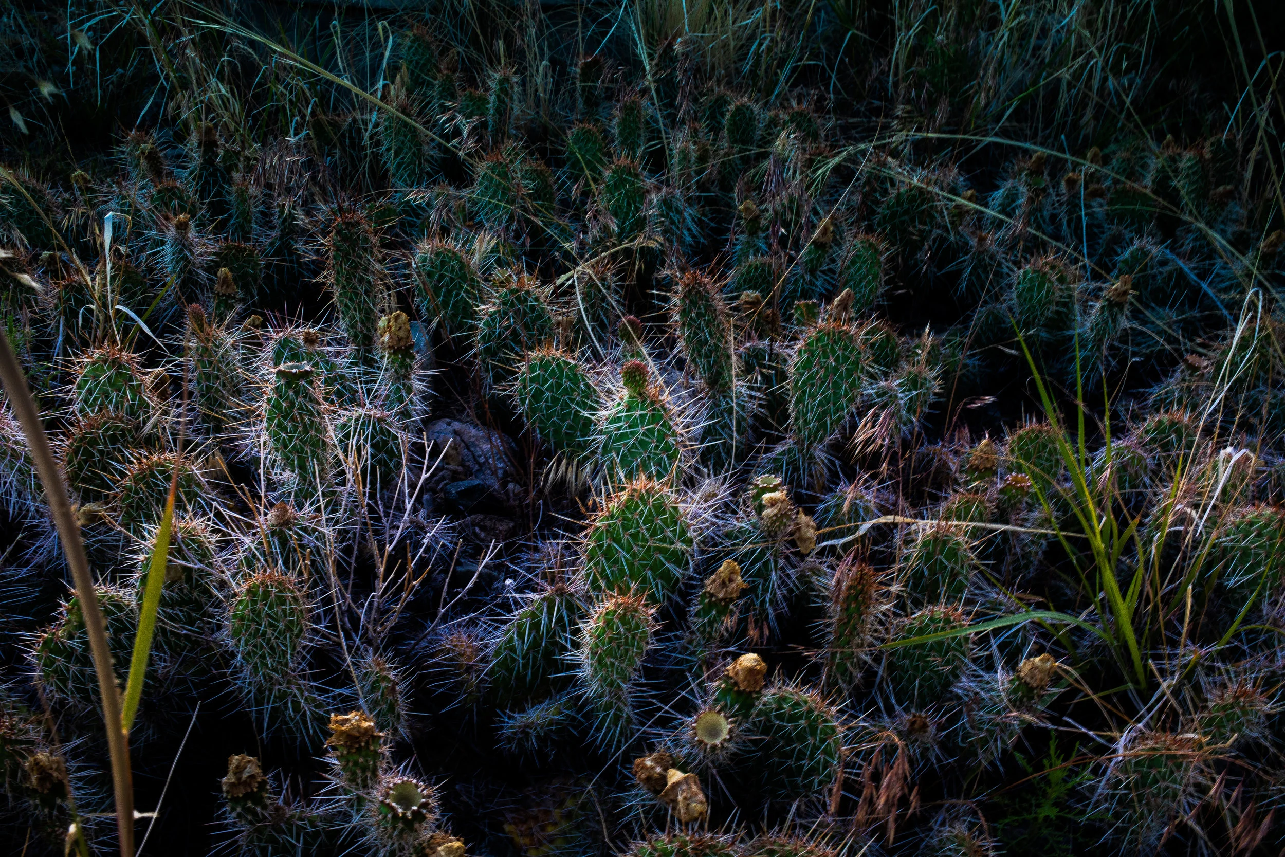 _RP_1386_jennie root photography_Colorado.jpg