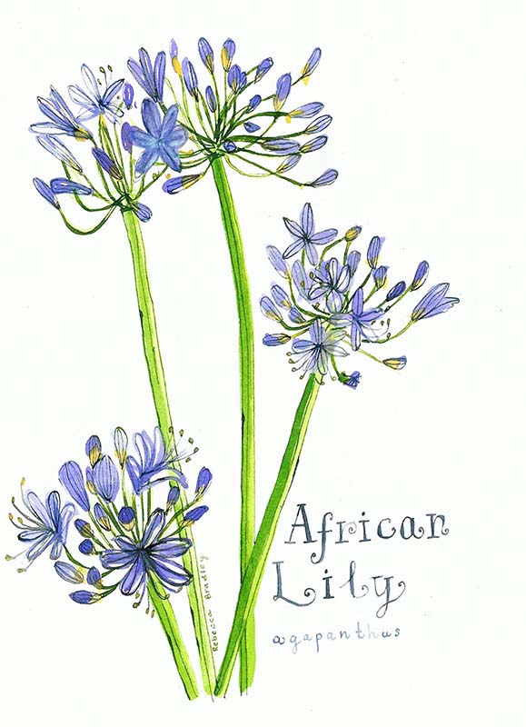 African Lily 